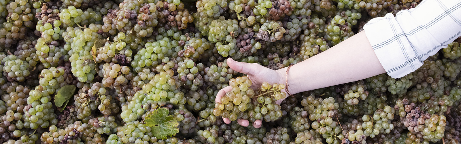 Brooks Wines