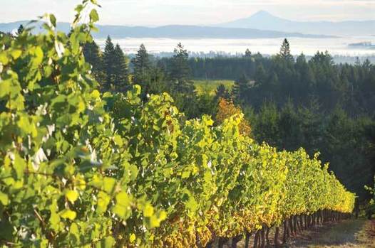 Spend Memorial Day Road-Tripping Through Willamette Wine Country
