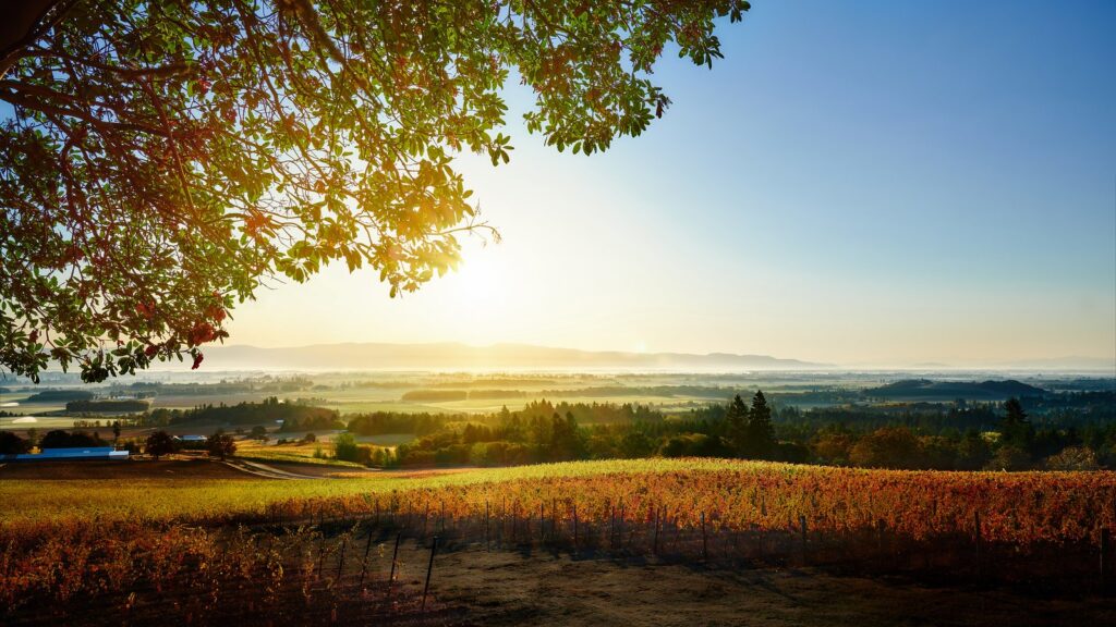 A vineyard at sunset with large oak tree on the left side