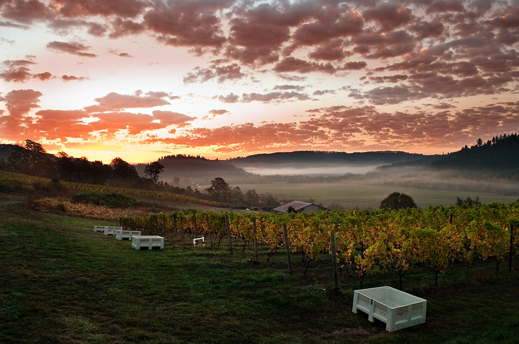 wine tours oregon coast