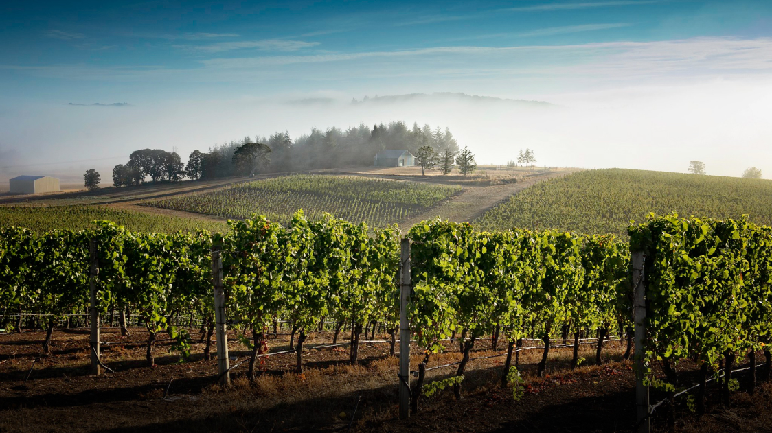 A lush green vineyard with a small foggy hill in the background.