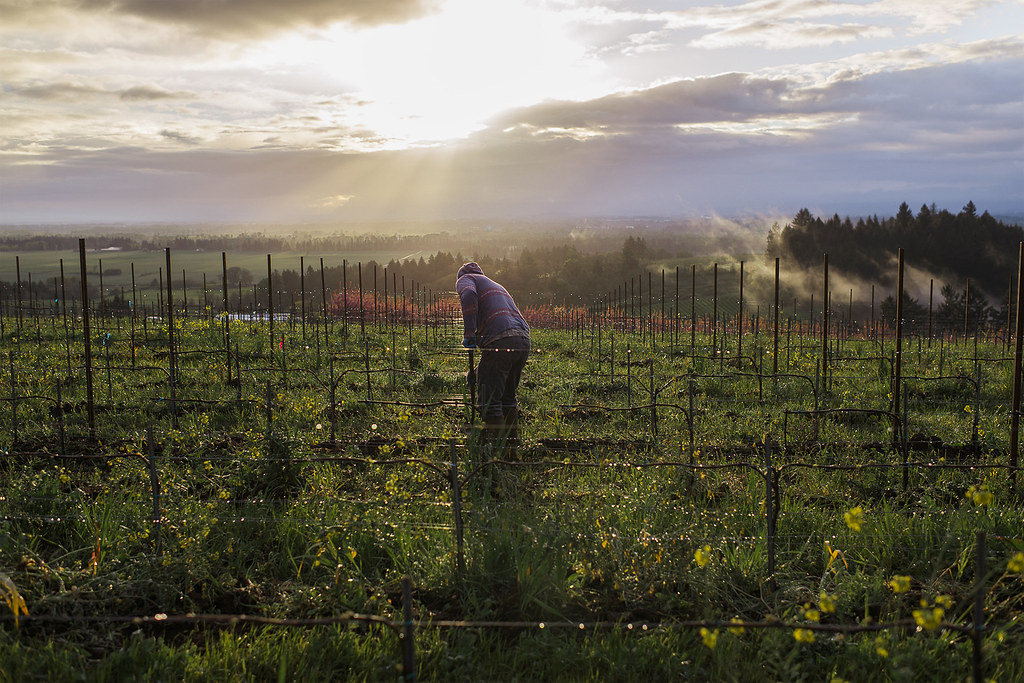 Celebrating Oregon’s Vineyard Stewards at Harvest