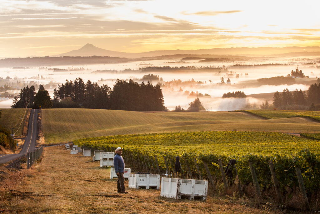 A grand vineyard photo at sunrise with Mt. Hood and low laying fog in the background.