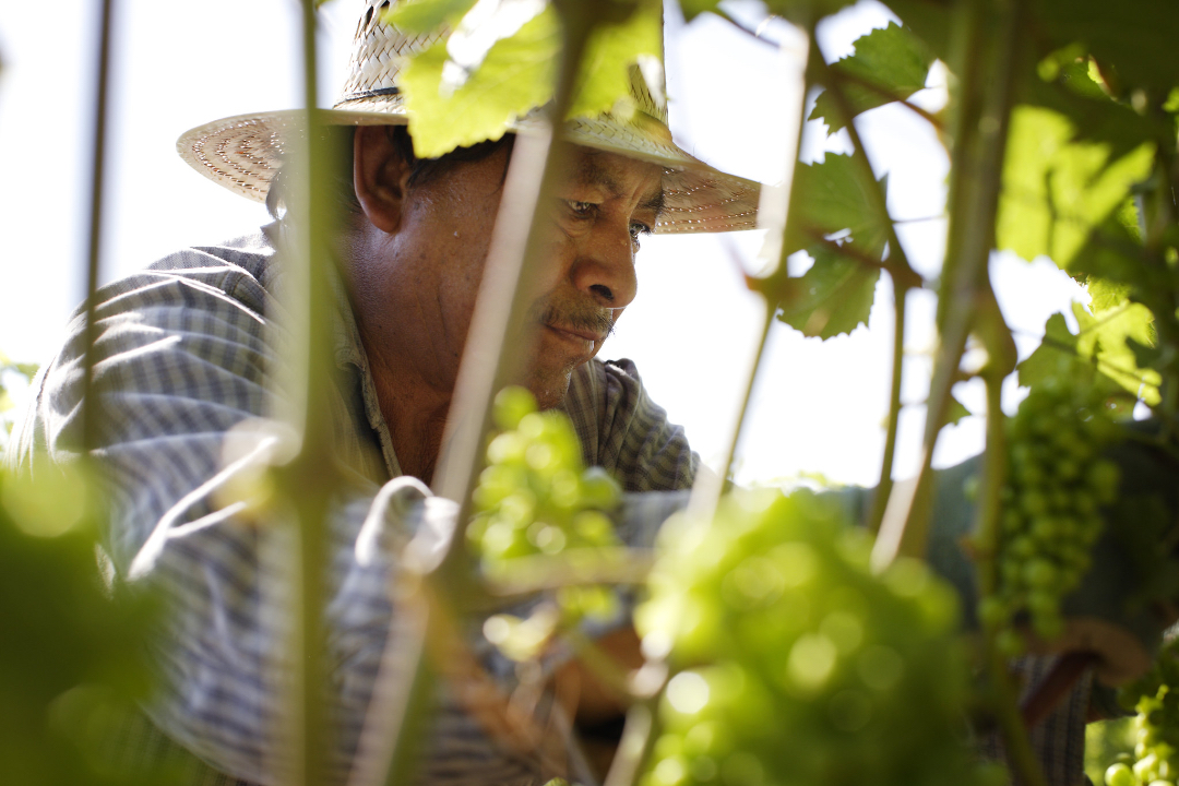 A vineyard worker is seen through a maze of vines