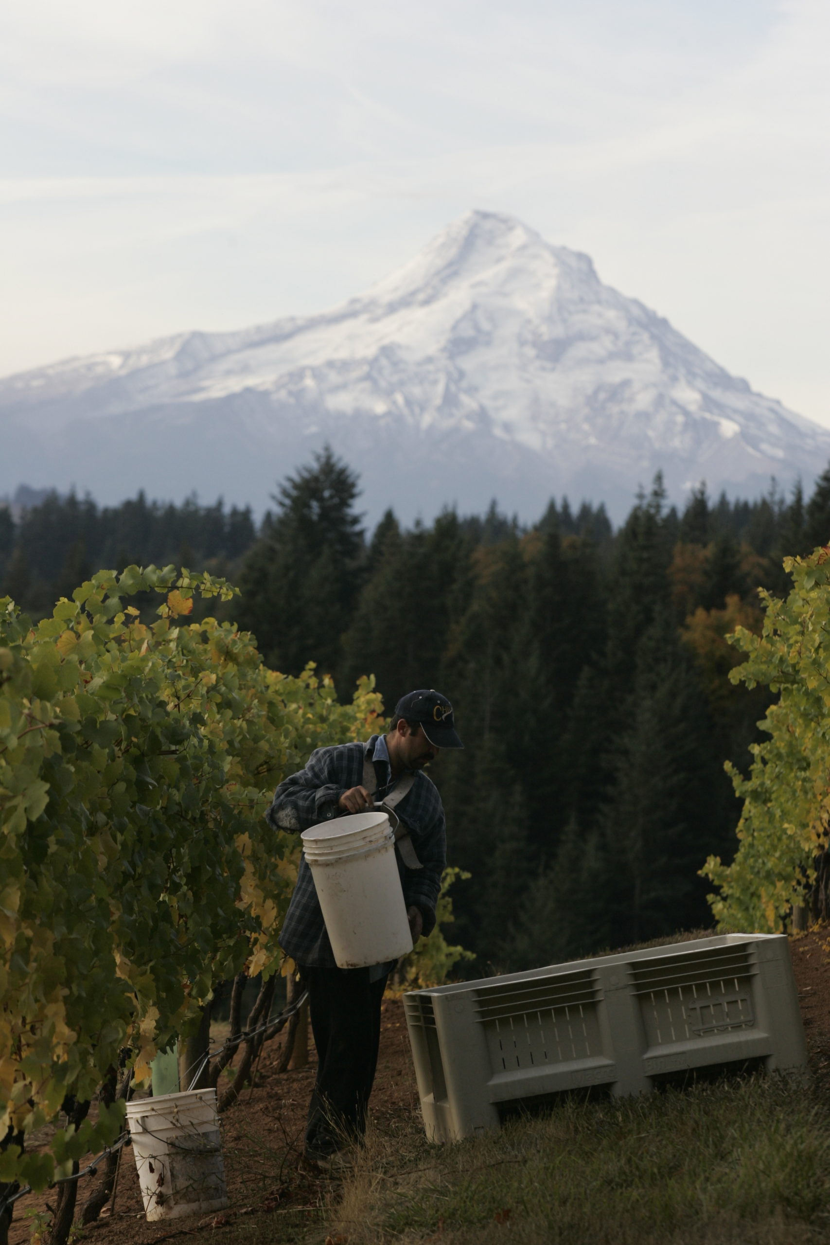 Phelps Creek Vineyards