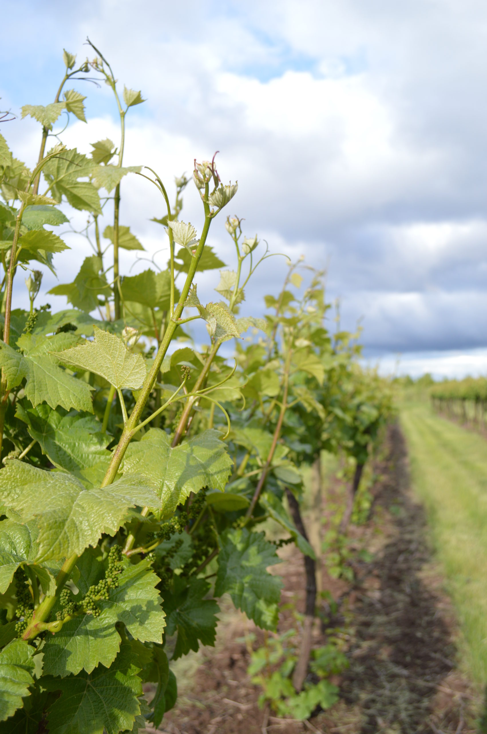 Siltstone Wines Tasting Room