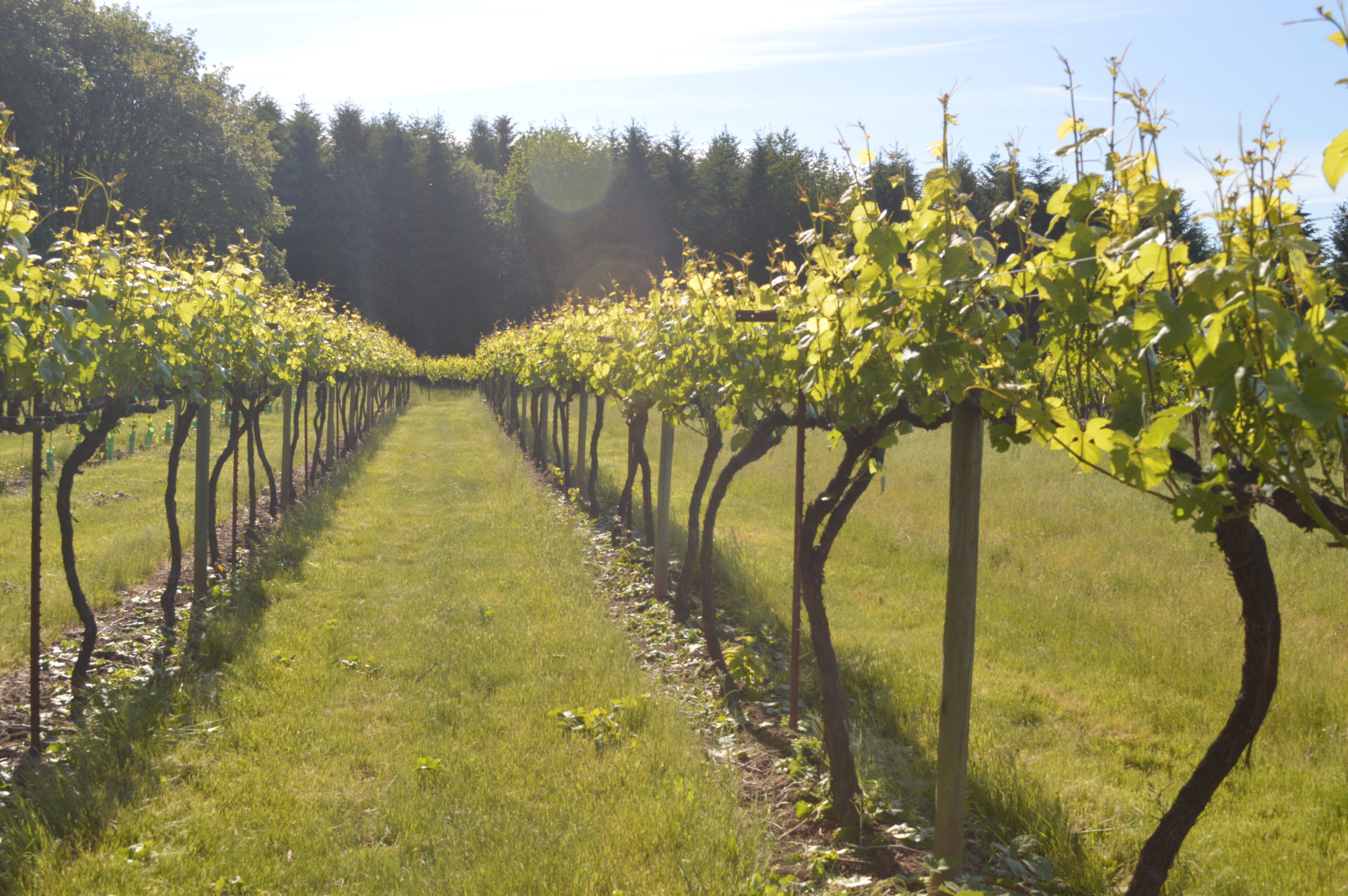 Siltstone Wines Tasting Room