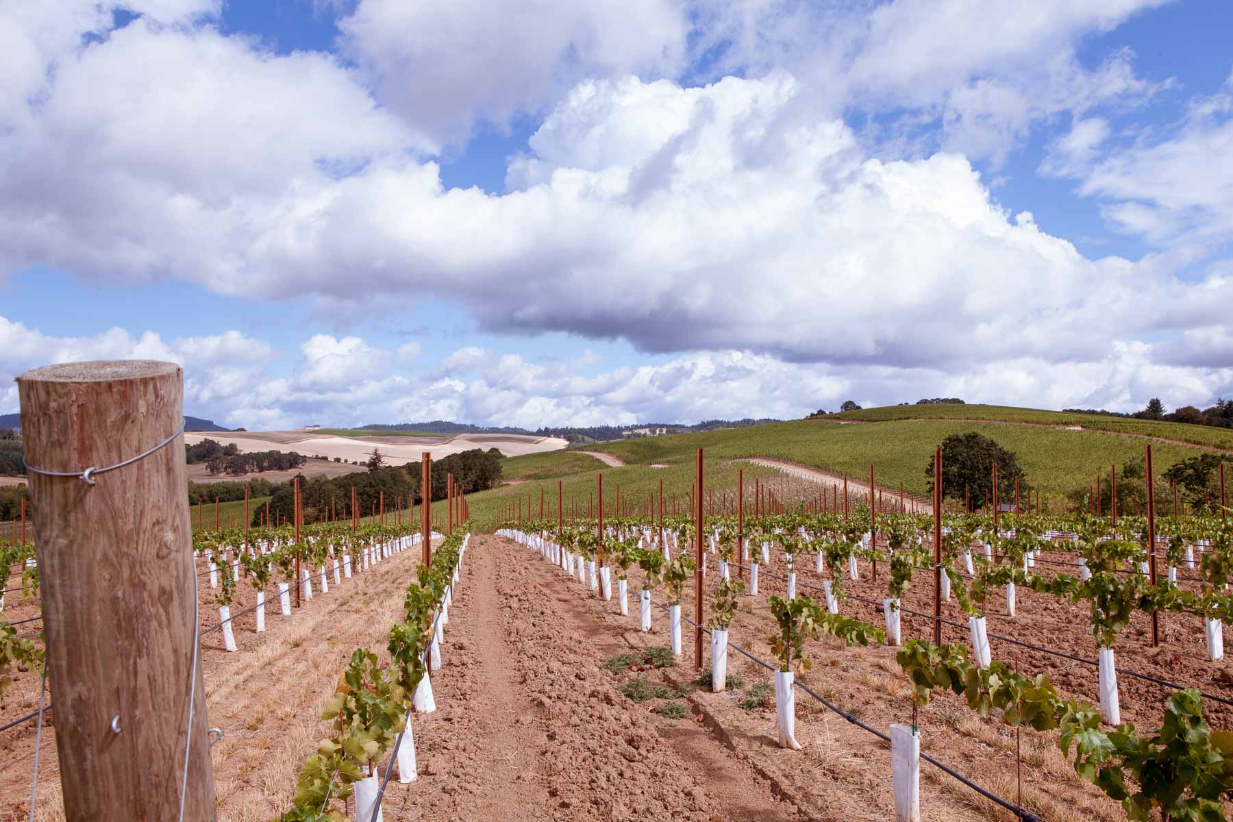 Pike Road Wines