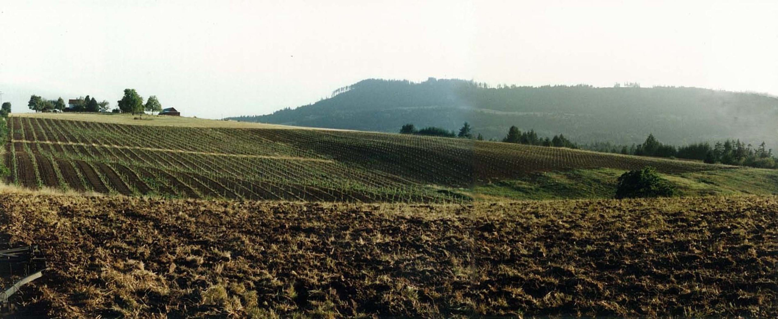 Ribbon Ridge Winery