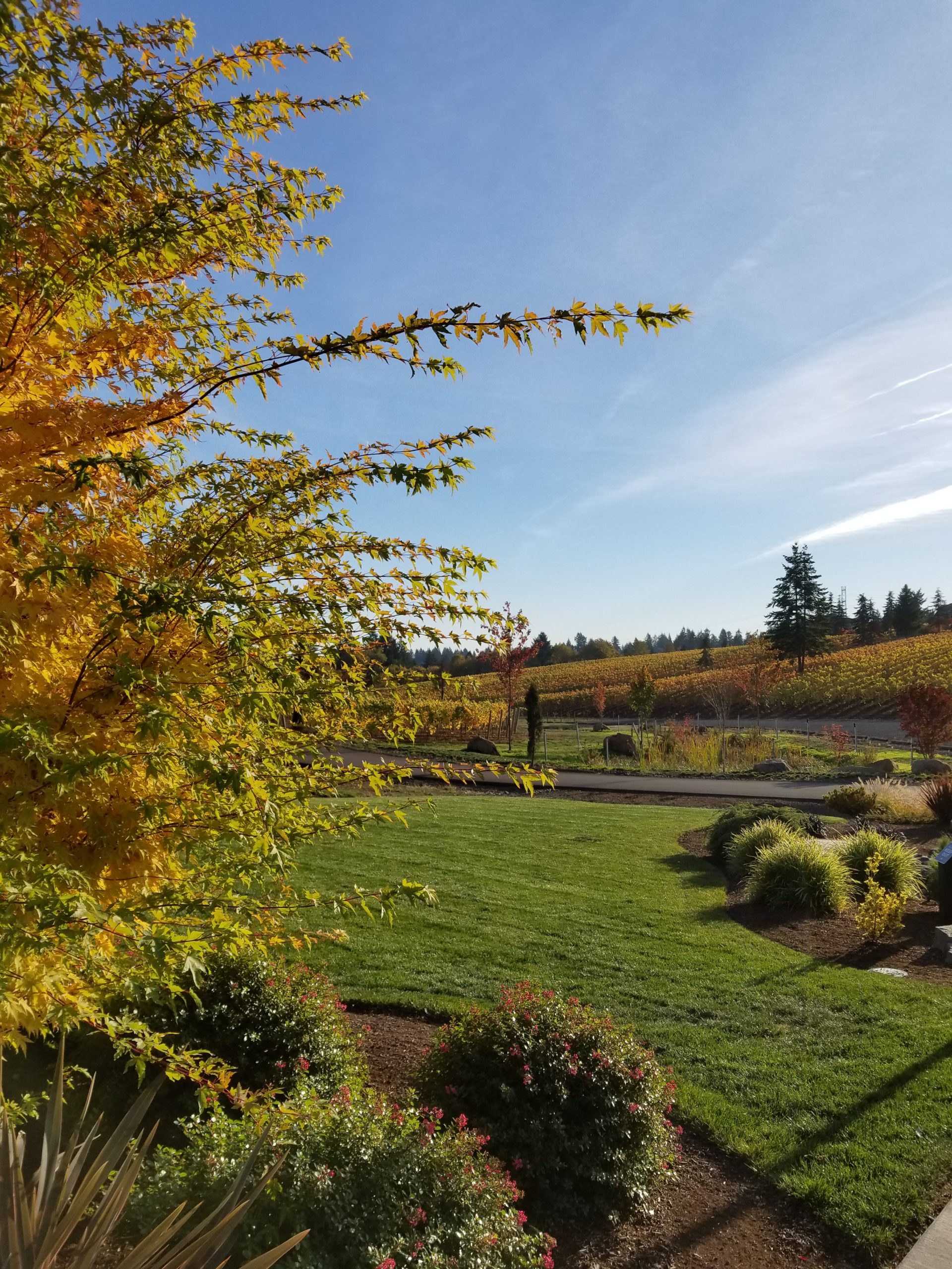 Tumwater Vineyard