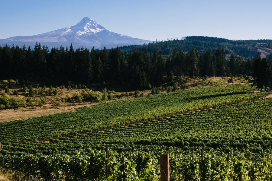 Wy’East Vineyards