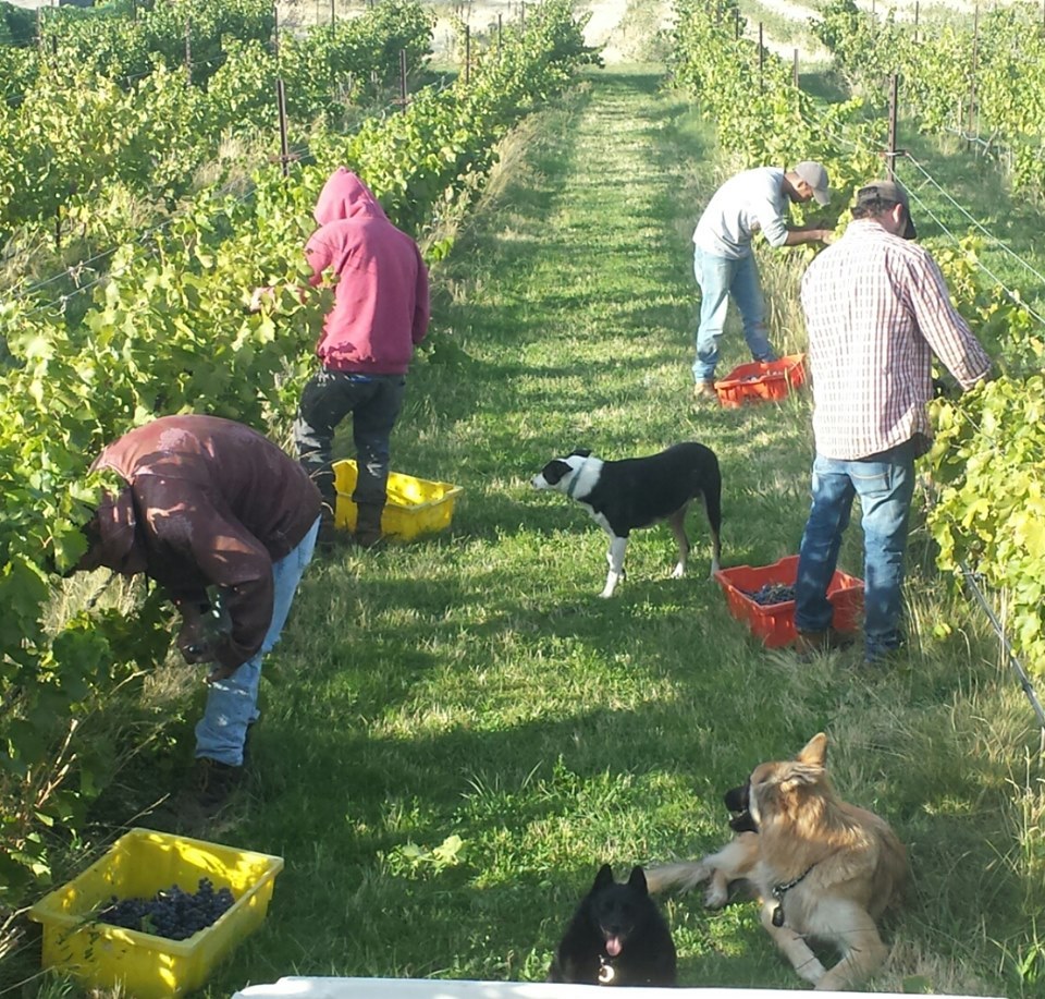 Los Rocosos Vineyards