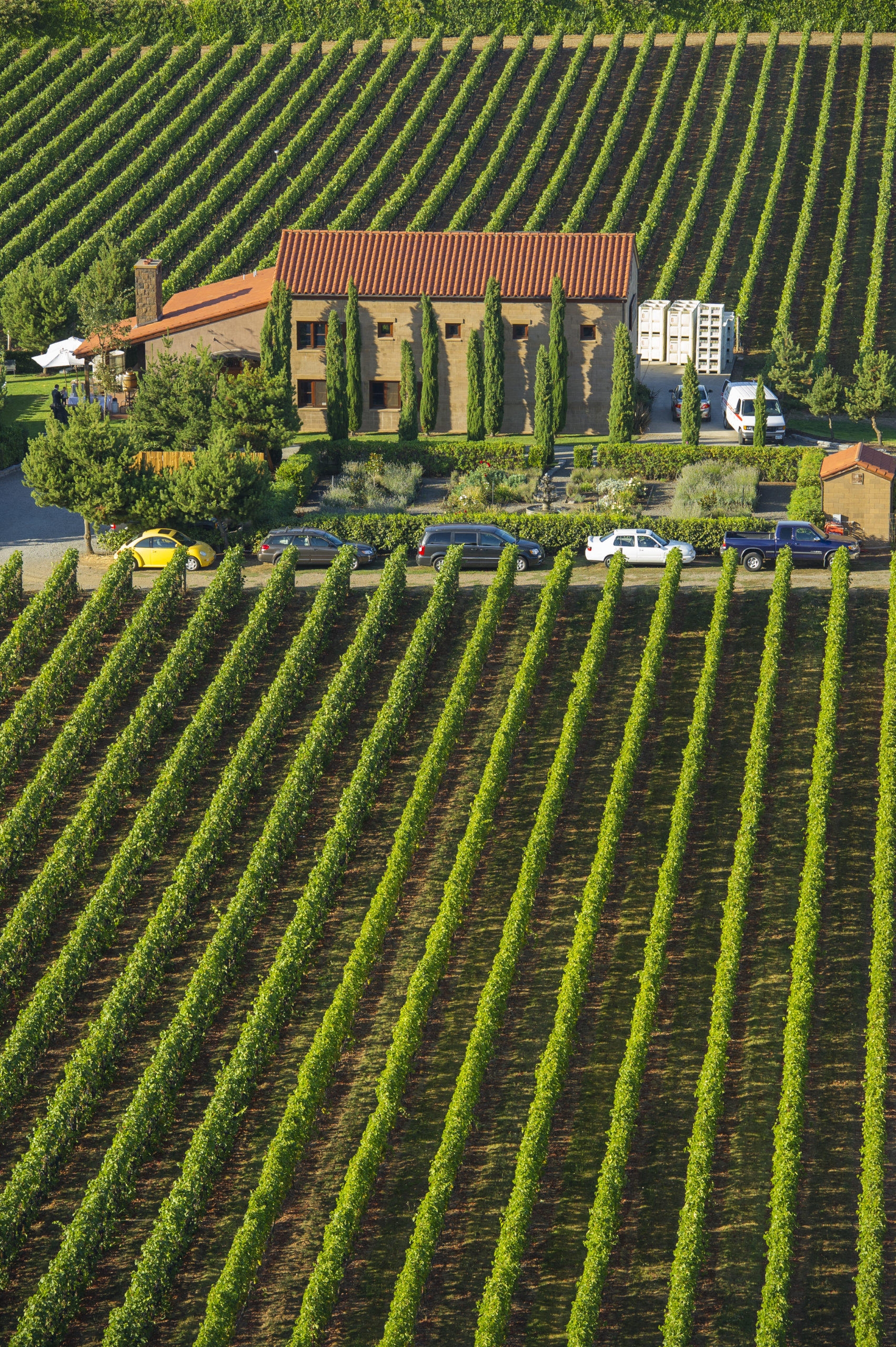 Alloro Vineyard