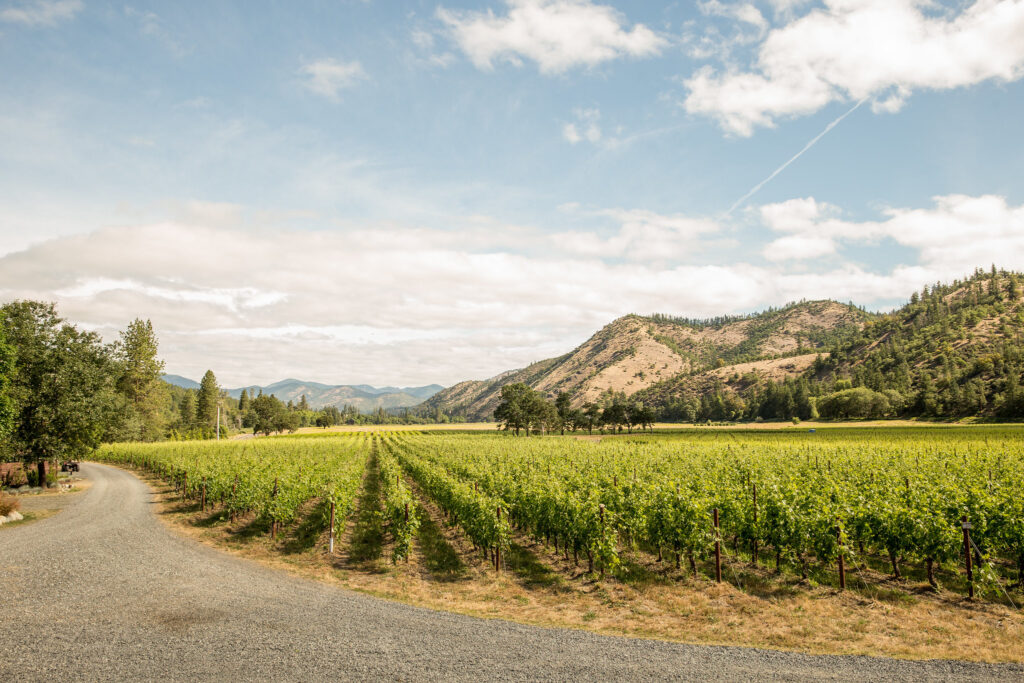 A green vineyard at the foot of large rolling hills