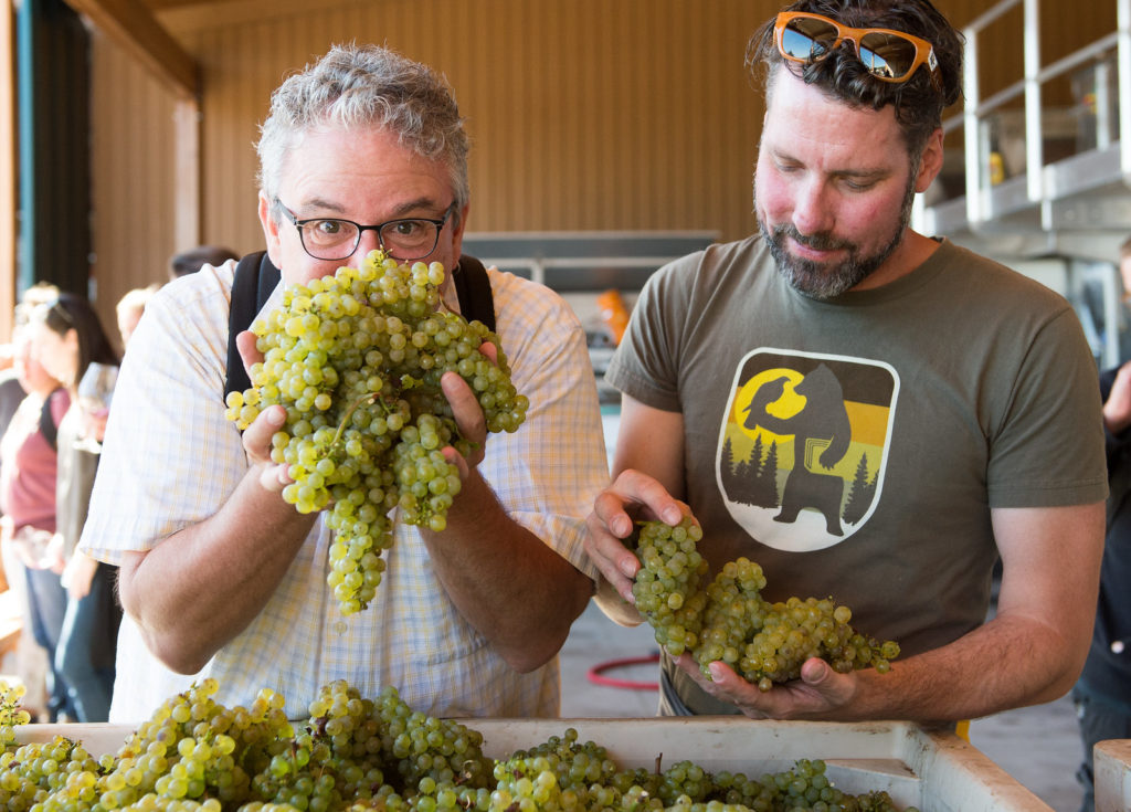 Two men stand in front of a bin a green-skinned wine grapes. One of the men holds a handful of grapes over his face like a beard.