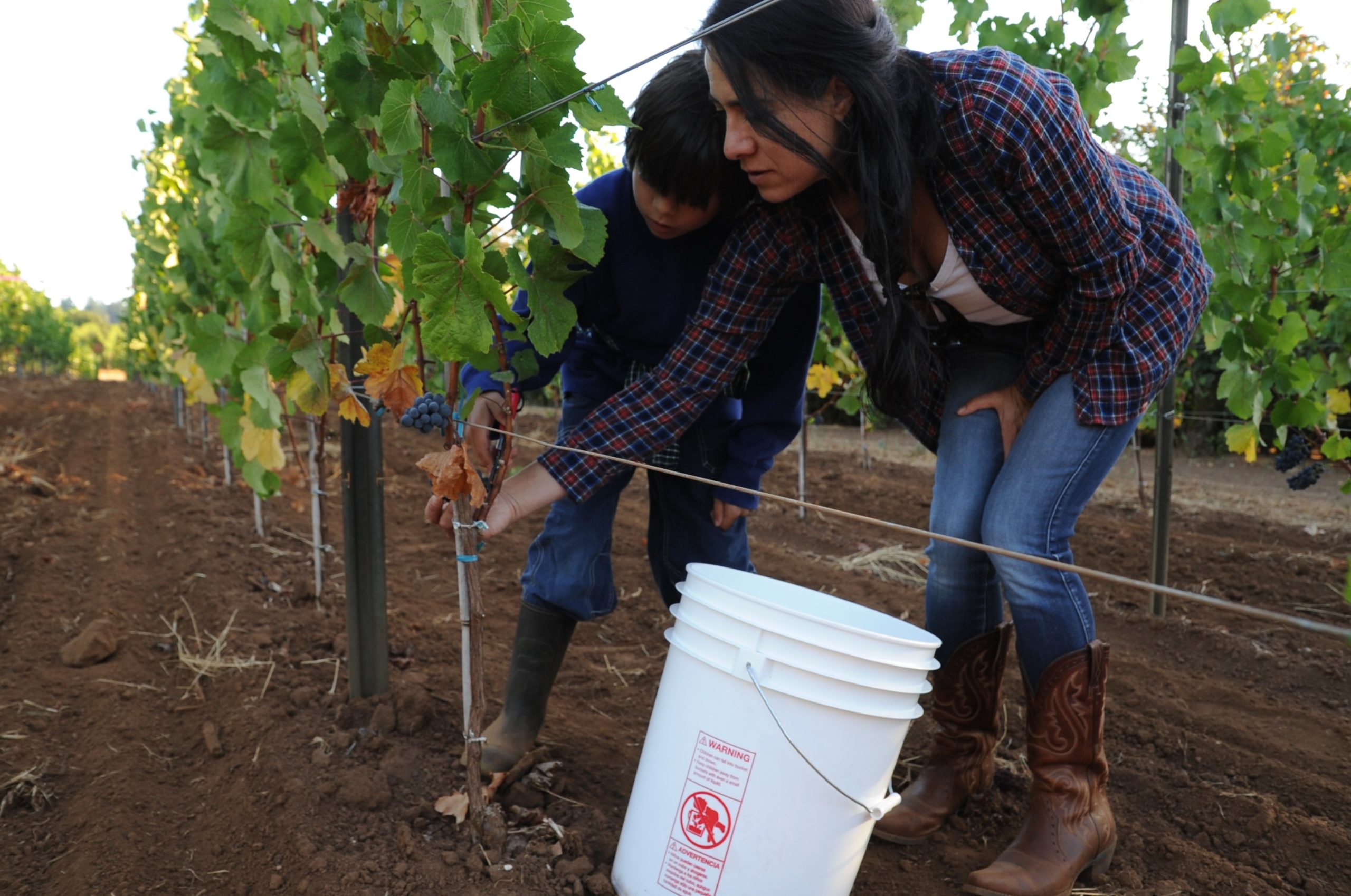 Cramoisi Vineyard