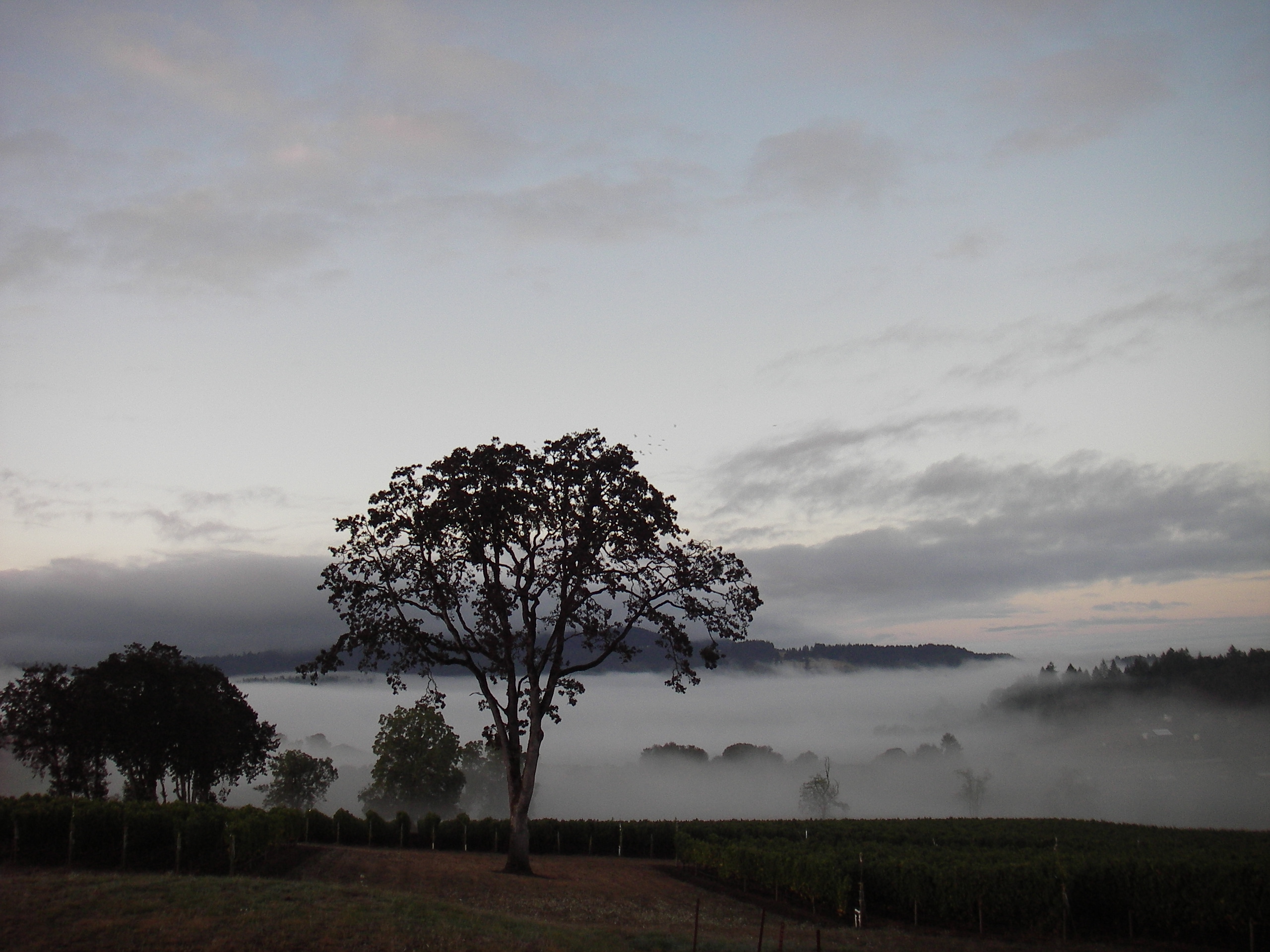 Lachini Estate Vineyard & Tasting Room