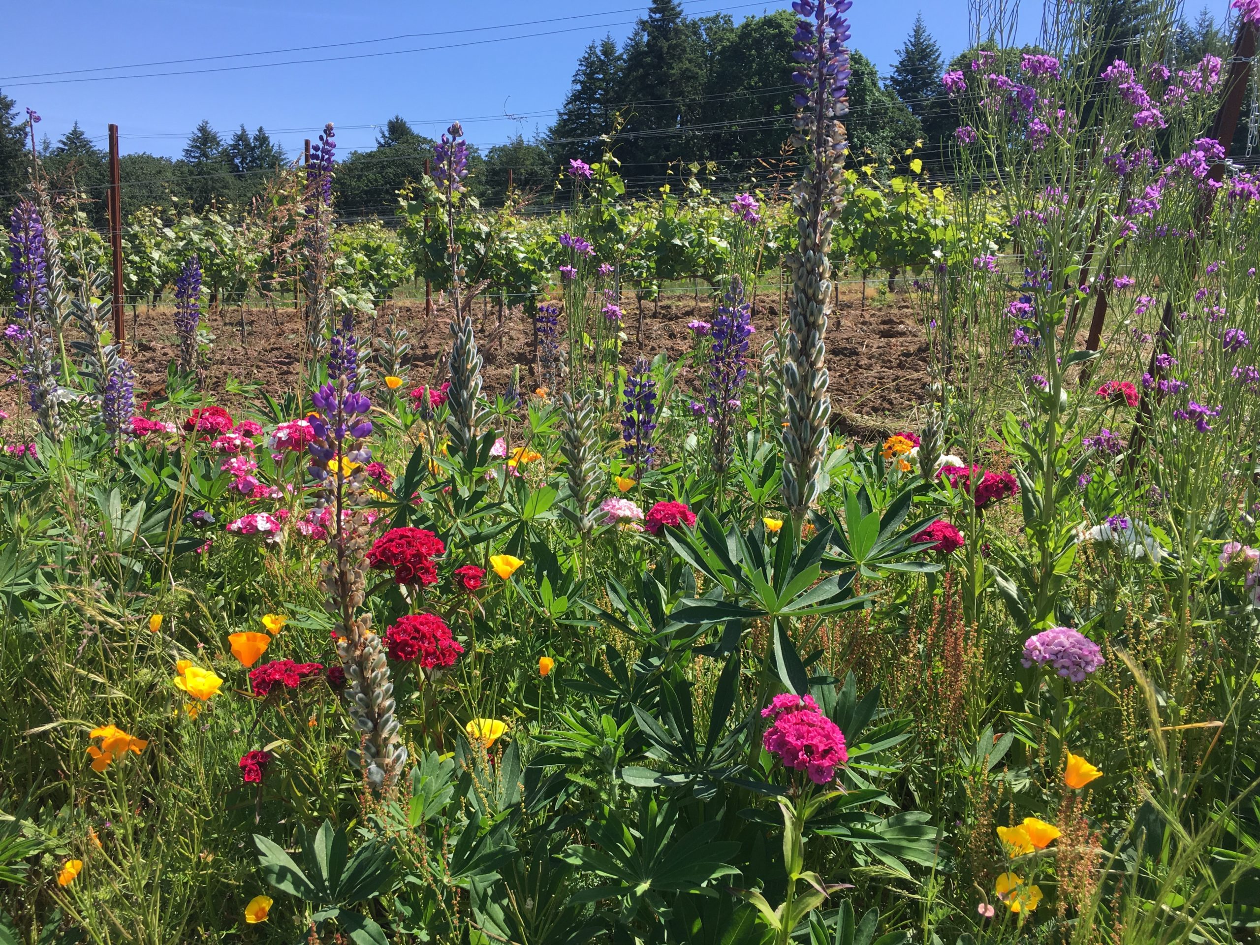 iOTA Cellars/Pelos Sandberg Vineyard