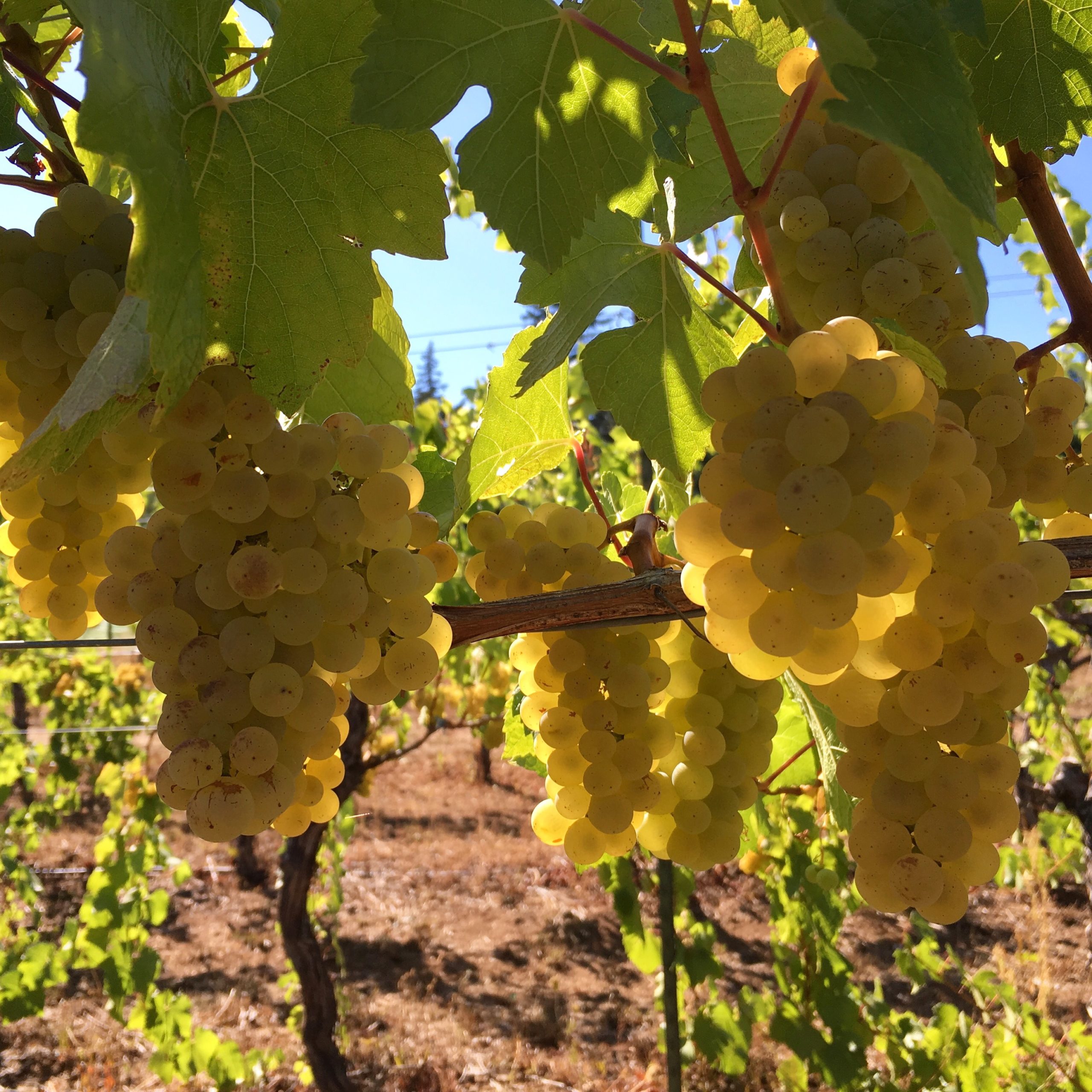 White Salmon Vineyard