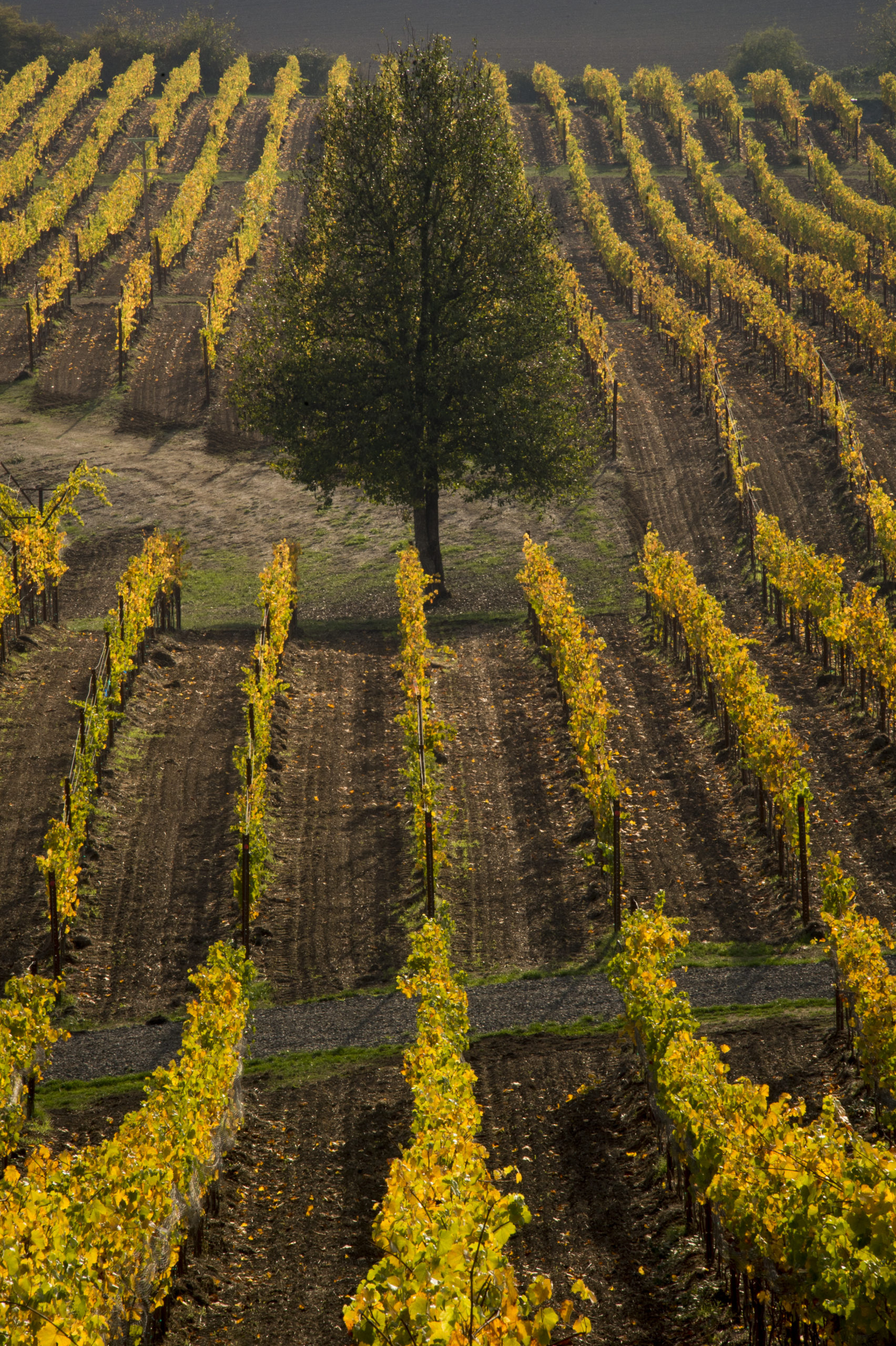 Keeler Estate Vineyard & Winery