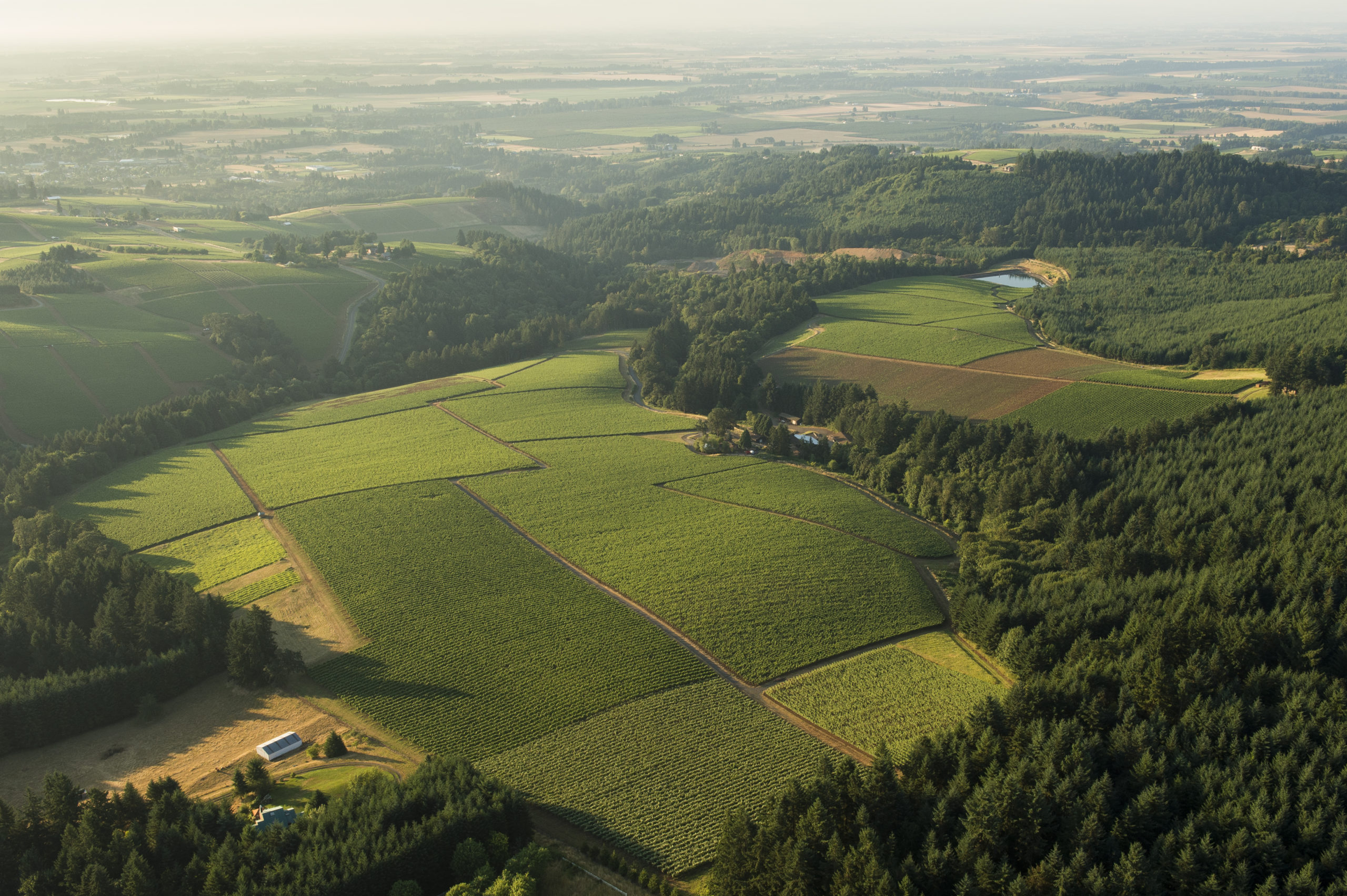 Knudsen Vineyards