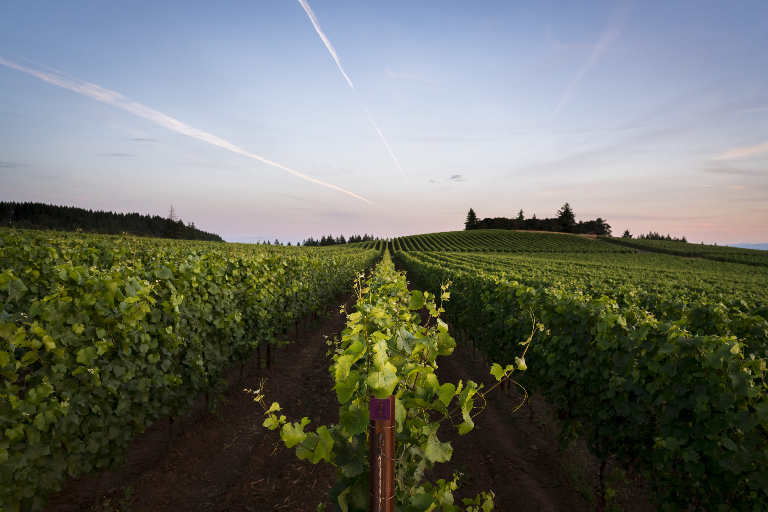 Flâneur Wines at La Belle Promenade Vineyard