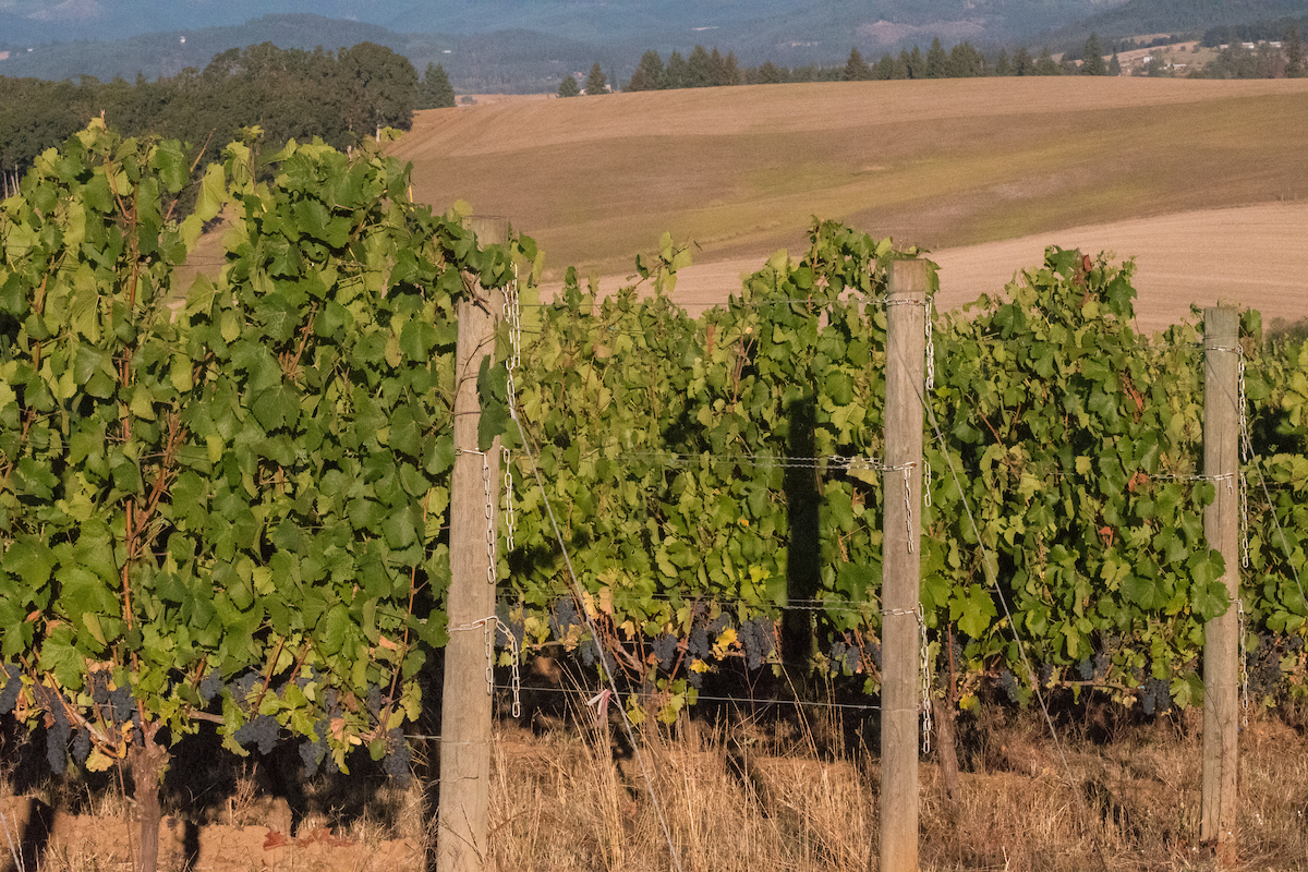 Saffron Fields Vineyard