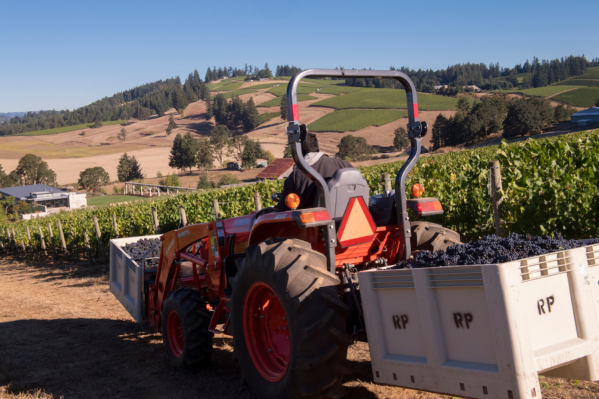 Saffron Fields Vineyard