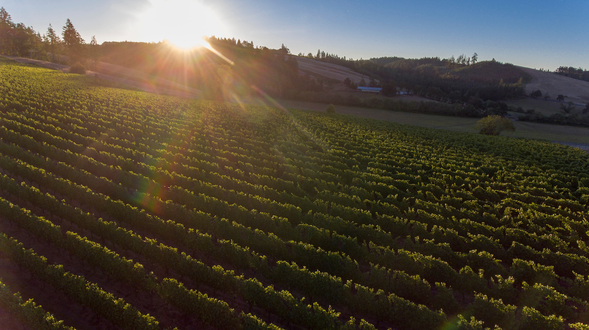 Saffron Fields Vineyard