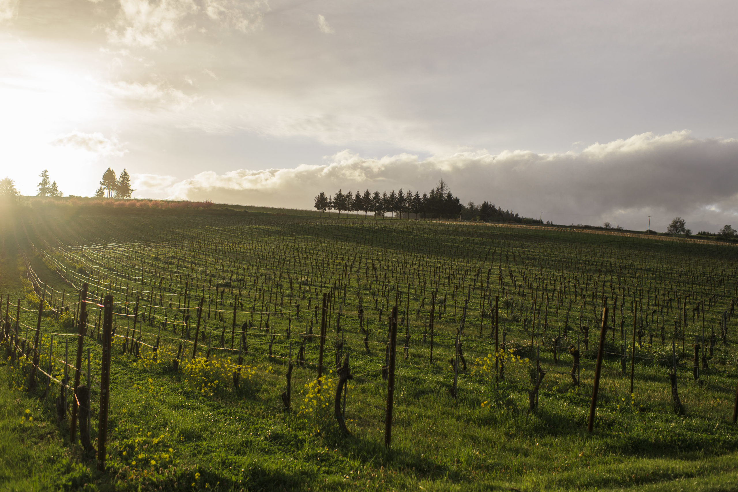 Evening Land – Seven Springs Estate Vineyard