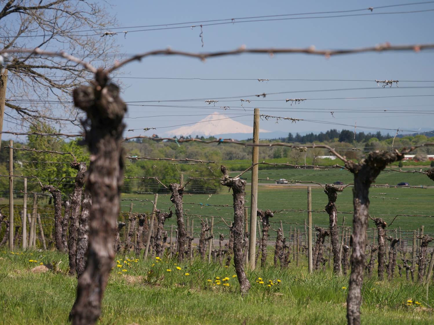 Yamhill Valley Vineyards