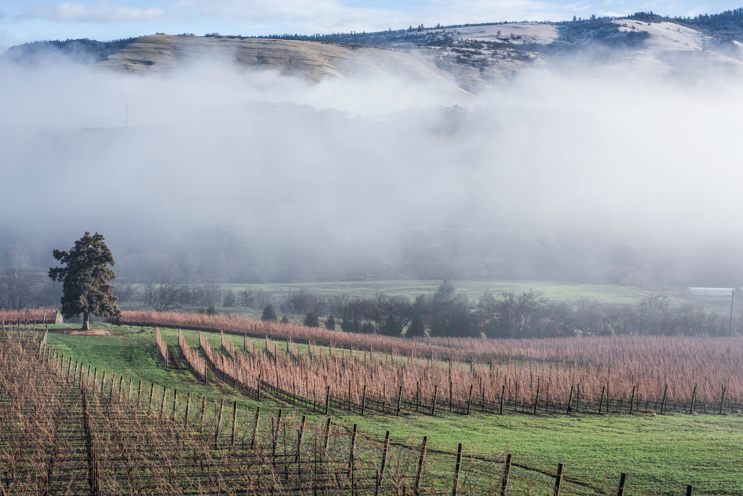 Irvine & Roberts Vineyards