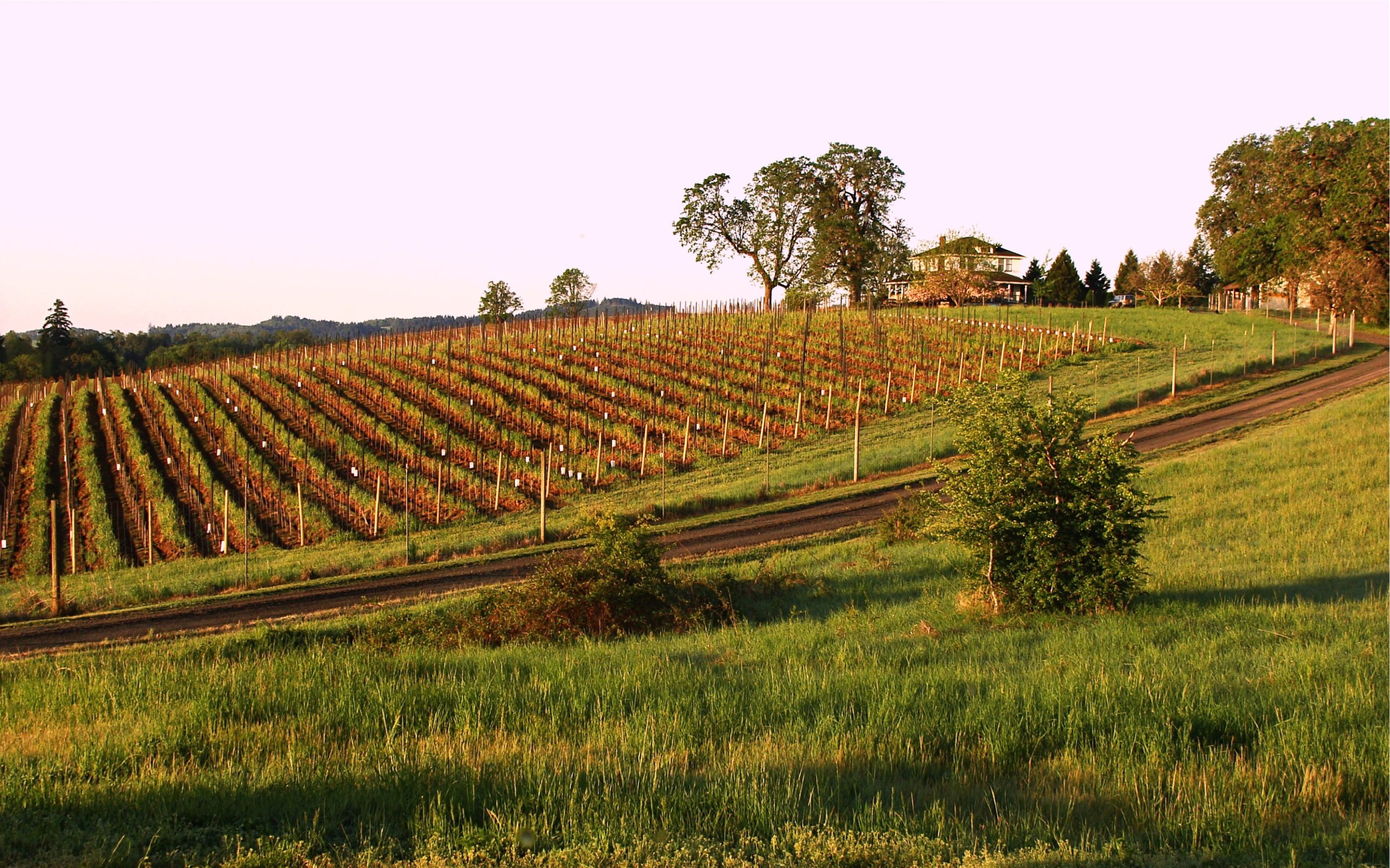 Carlton Hill Vineyard and Winery