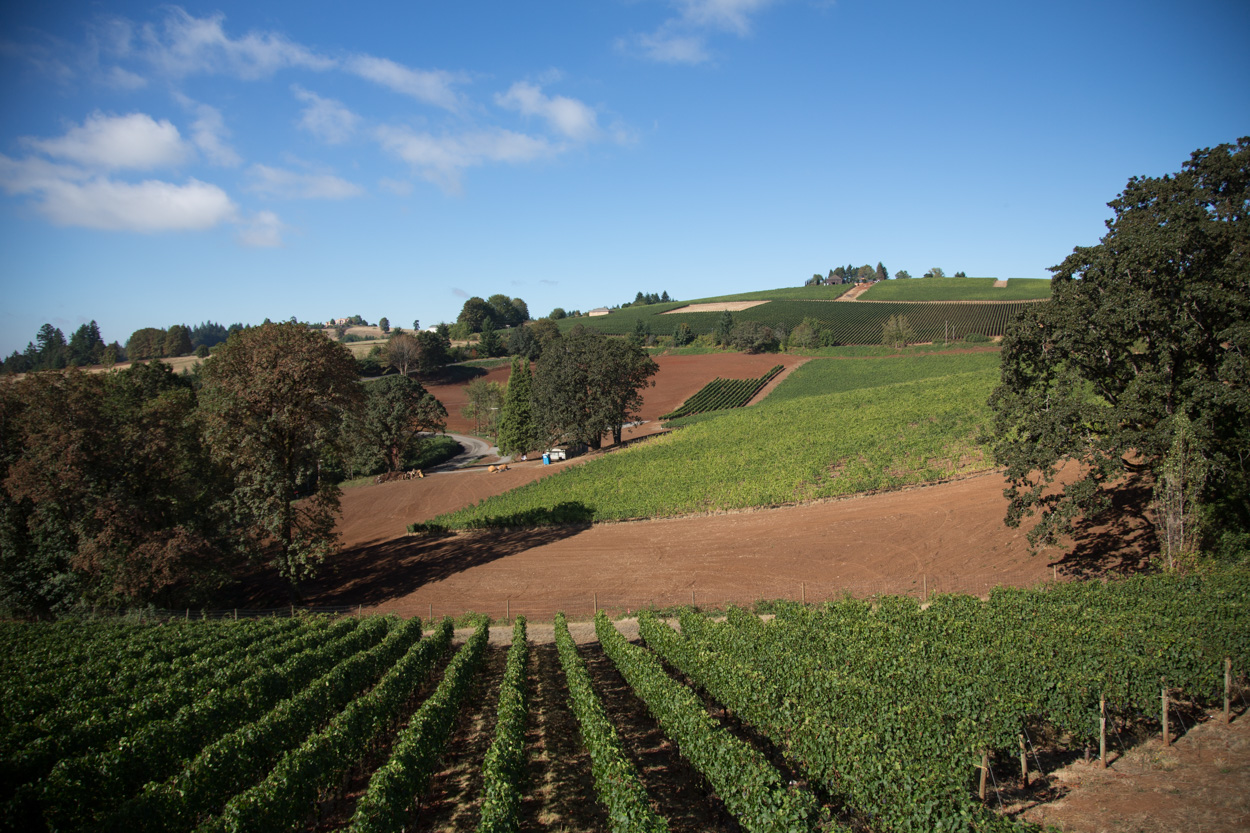 De Ponte Cellars Vineyard and Winery Tasting Room