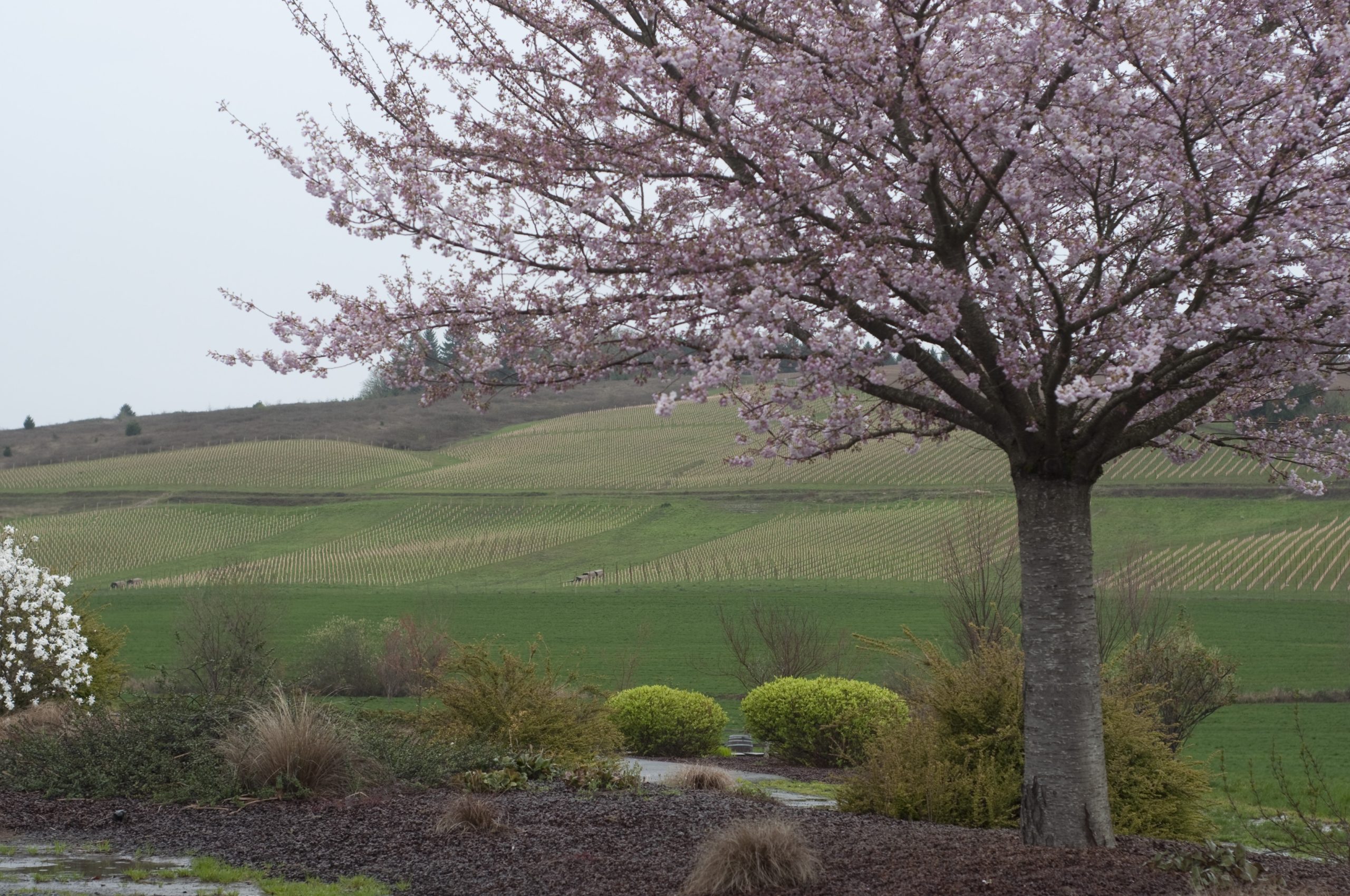 Laurel Ridge Winery