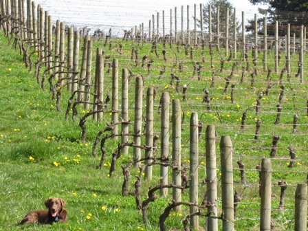 Beaux Frères Vineyard & Winery