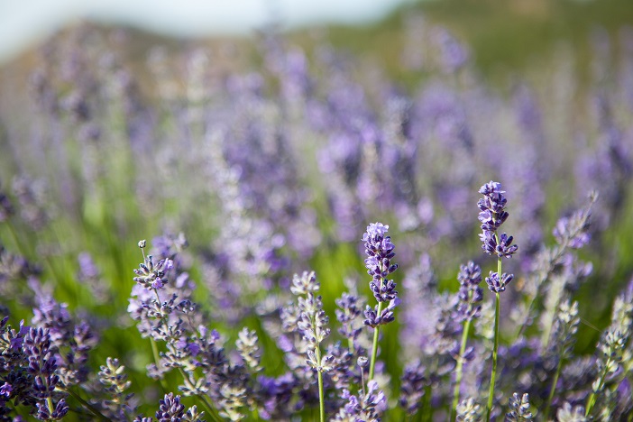 Cowhorn Vineyard & Garden