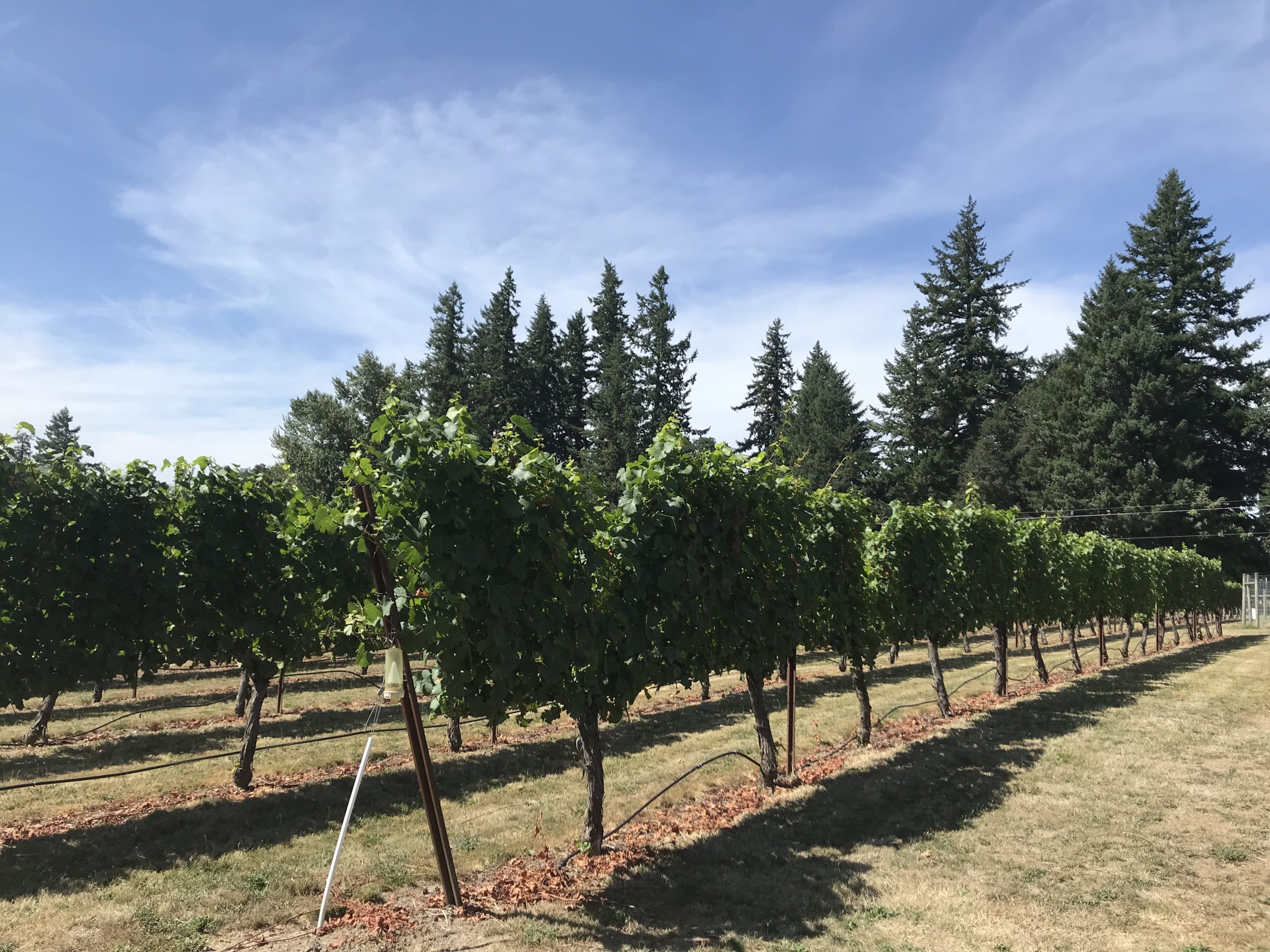 Pudding River Wine Cellars - Oregon Wine Board