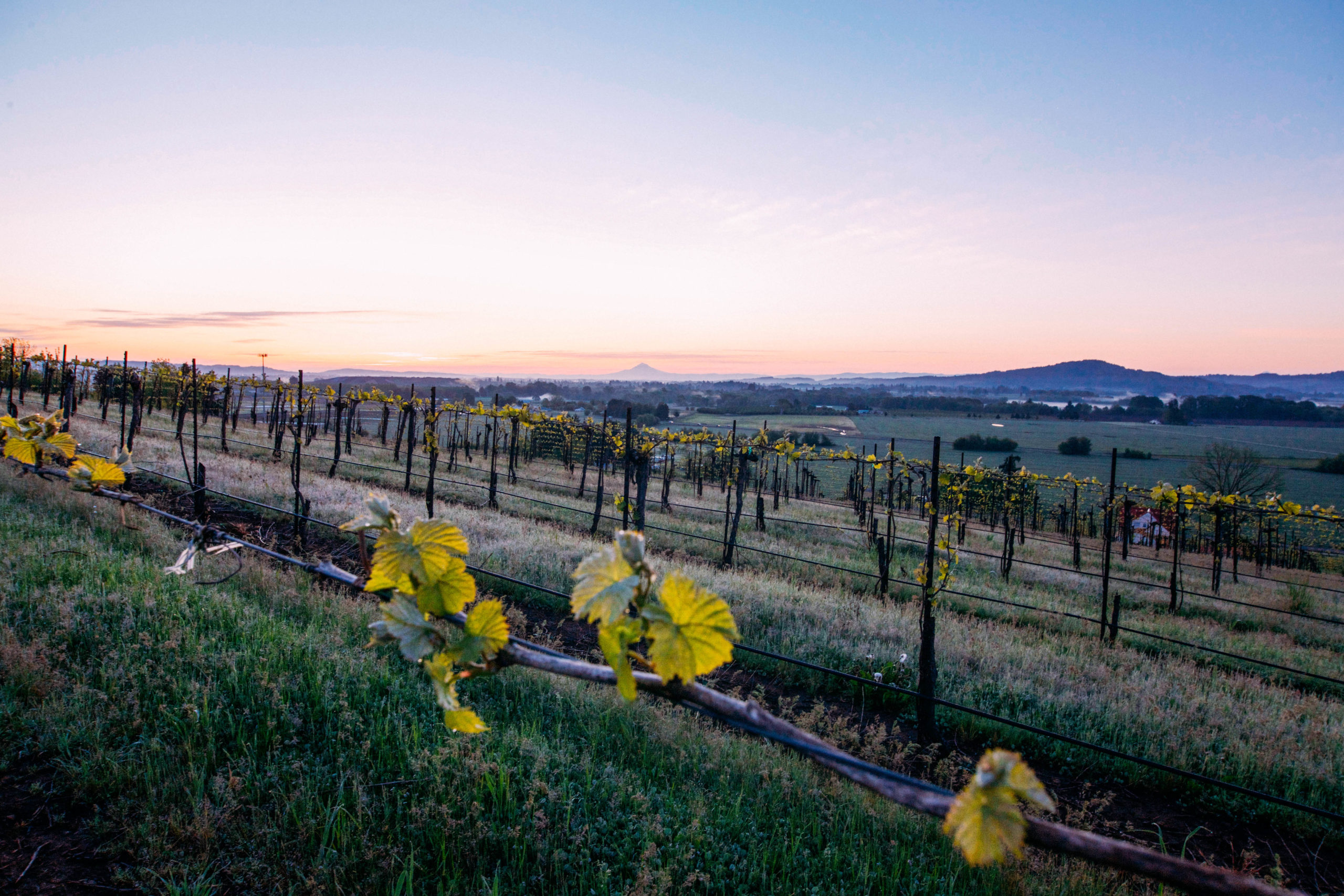 Yamhill Valley Vineyards