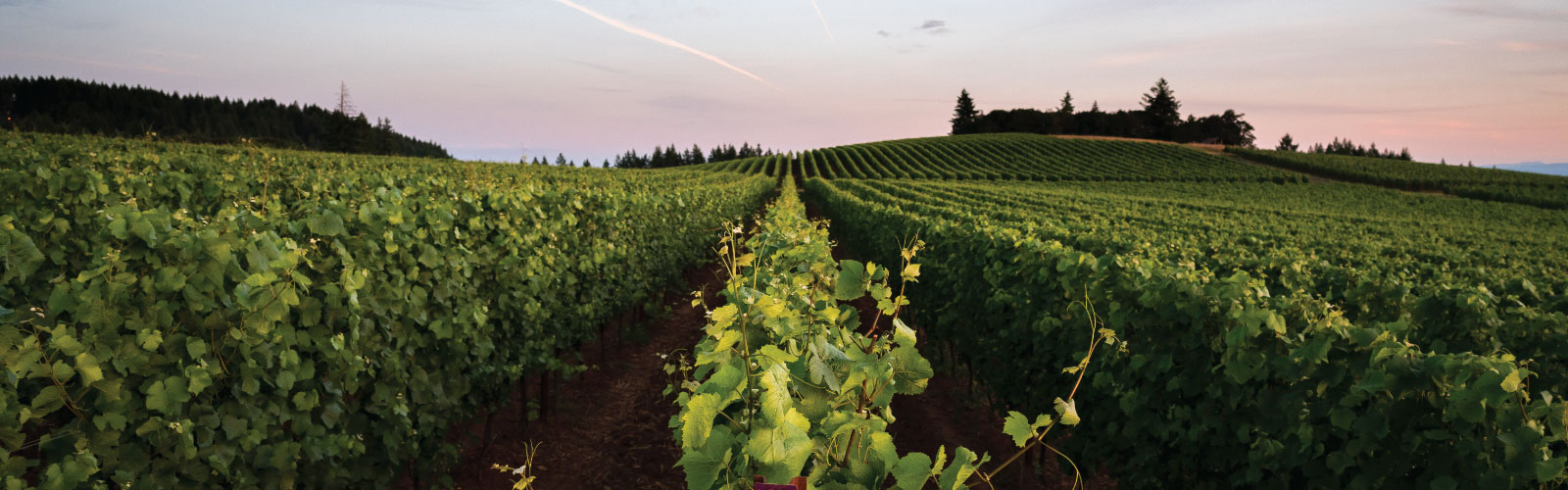Flâneur Wines at La Belle Promenade Vineyard