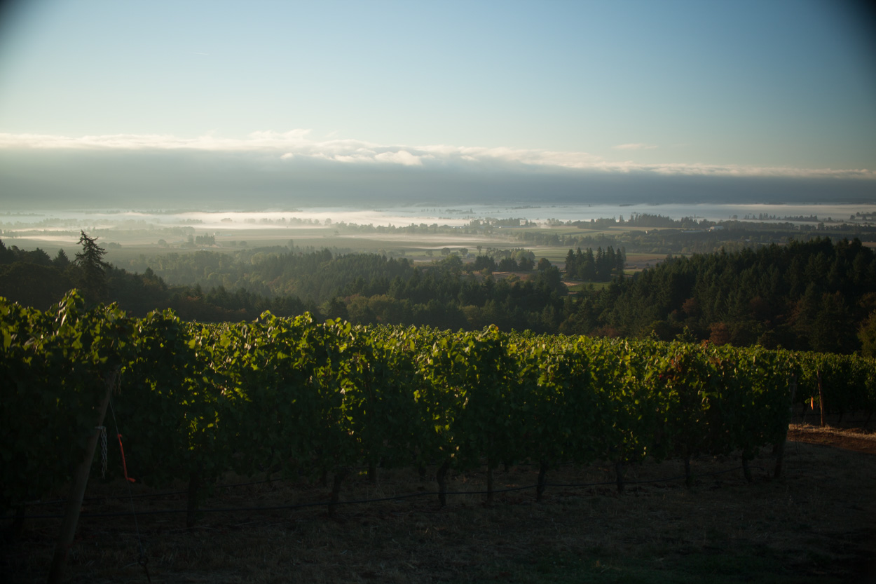 De Ponte Cellars Vineyard and Winery Tasting Room