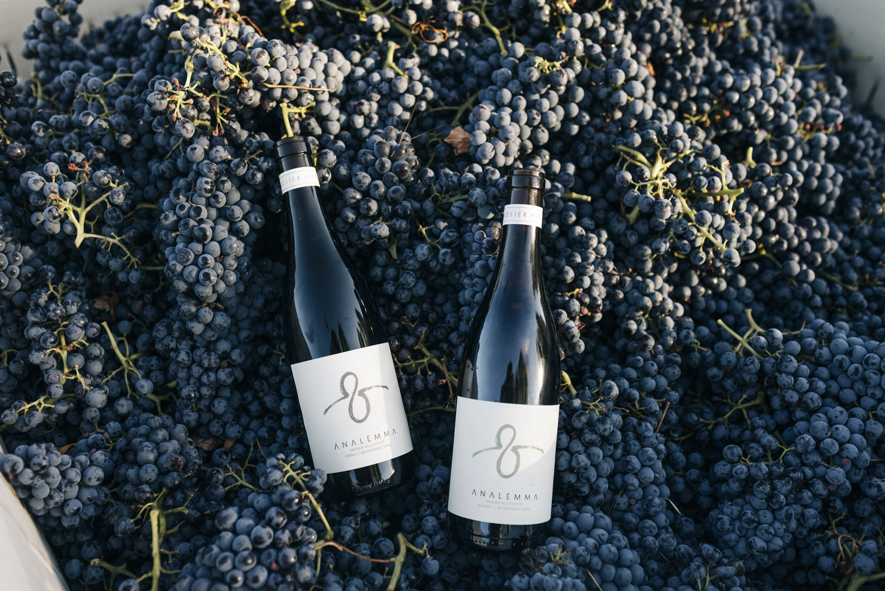 Analemma bottles laying on just harvest red grapes