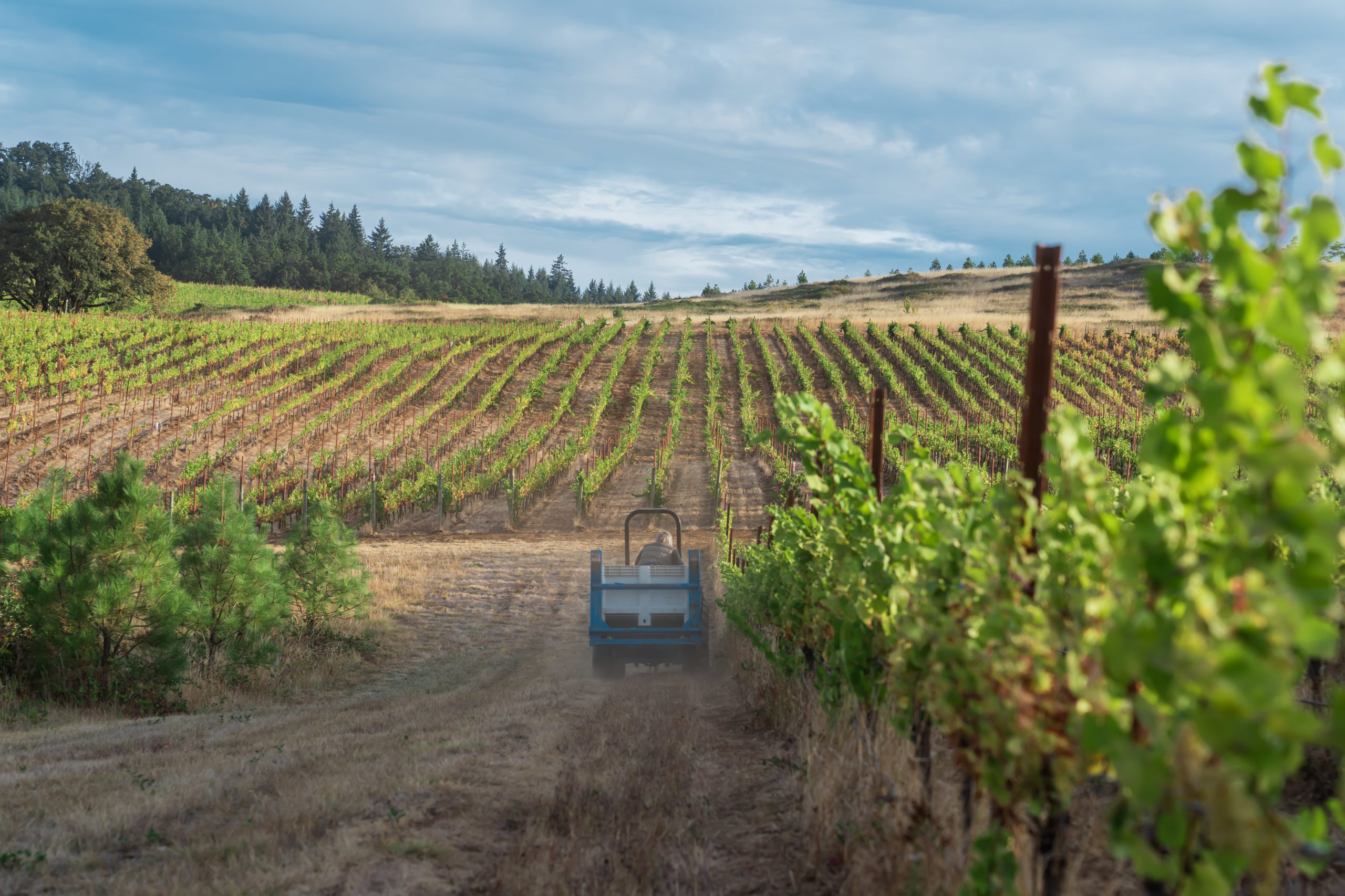 Brittan Vineyards