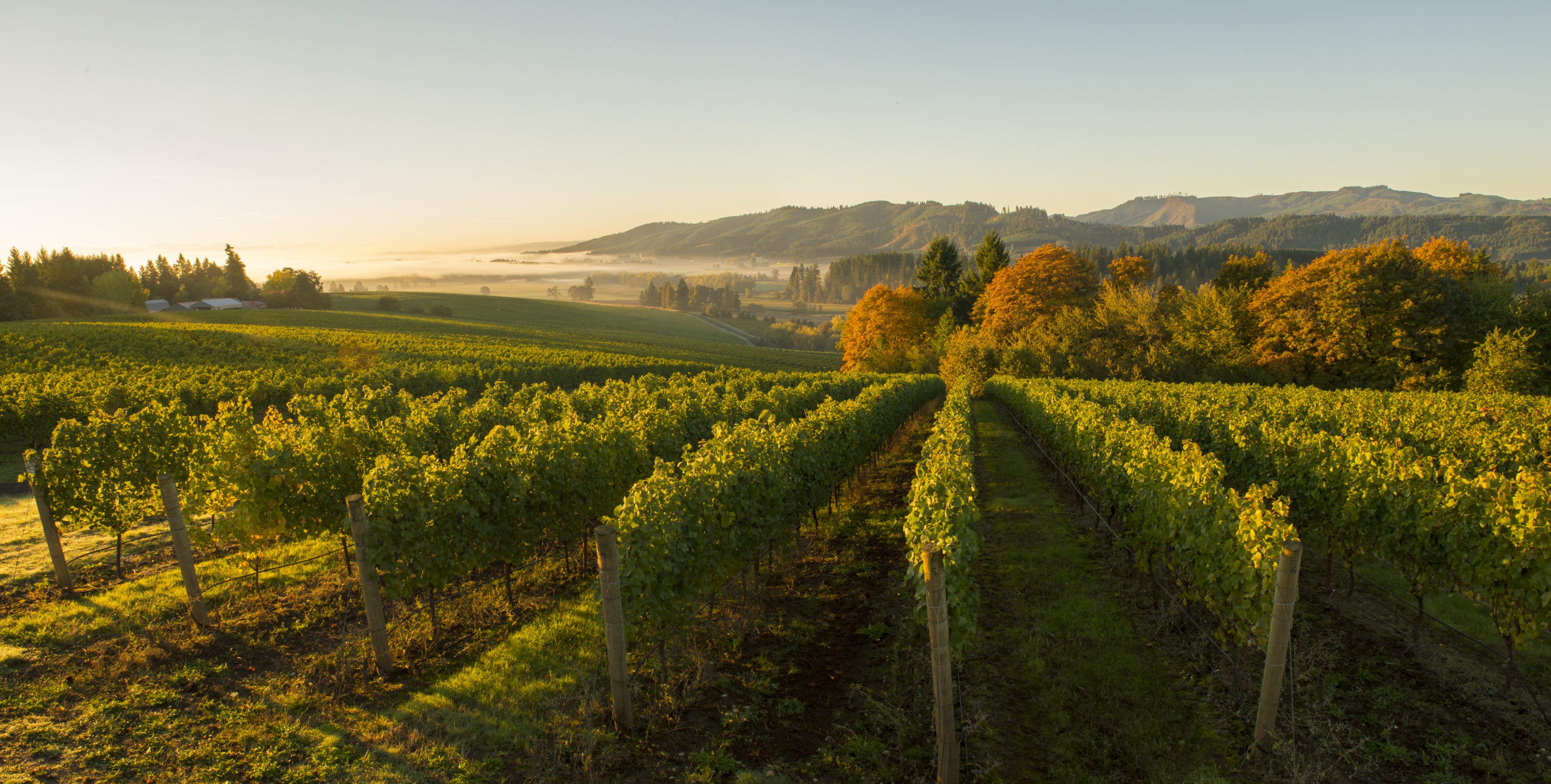 Vineyard