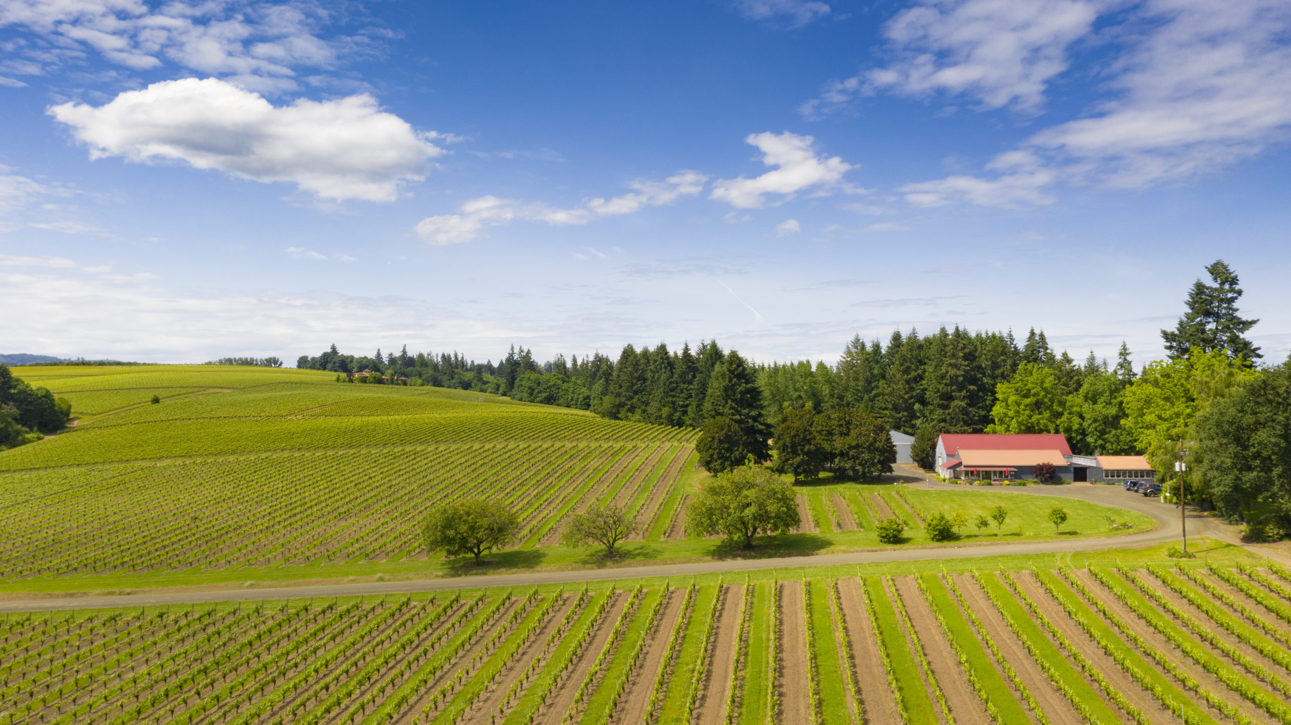 Vineyard