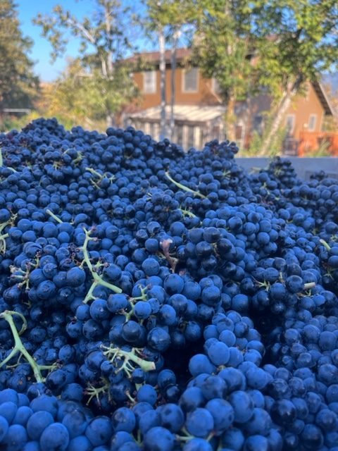 Double Strand Wine – The Fourth and Newest Winery and Tasting Room in Mosier, Oregon