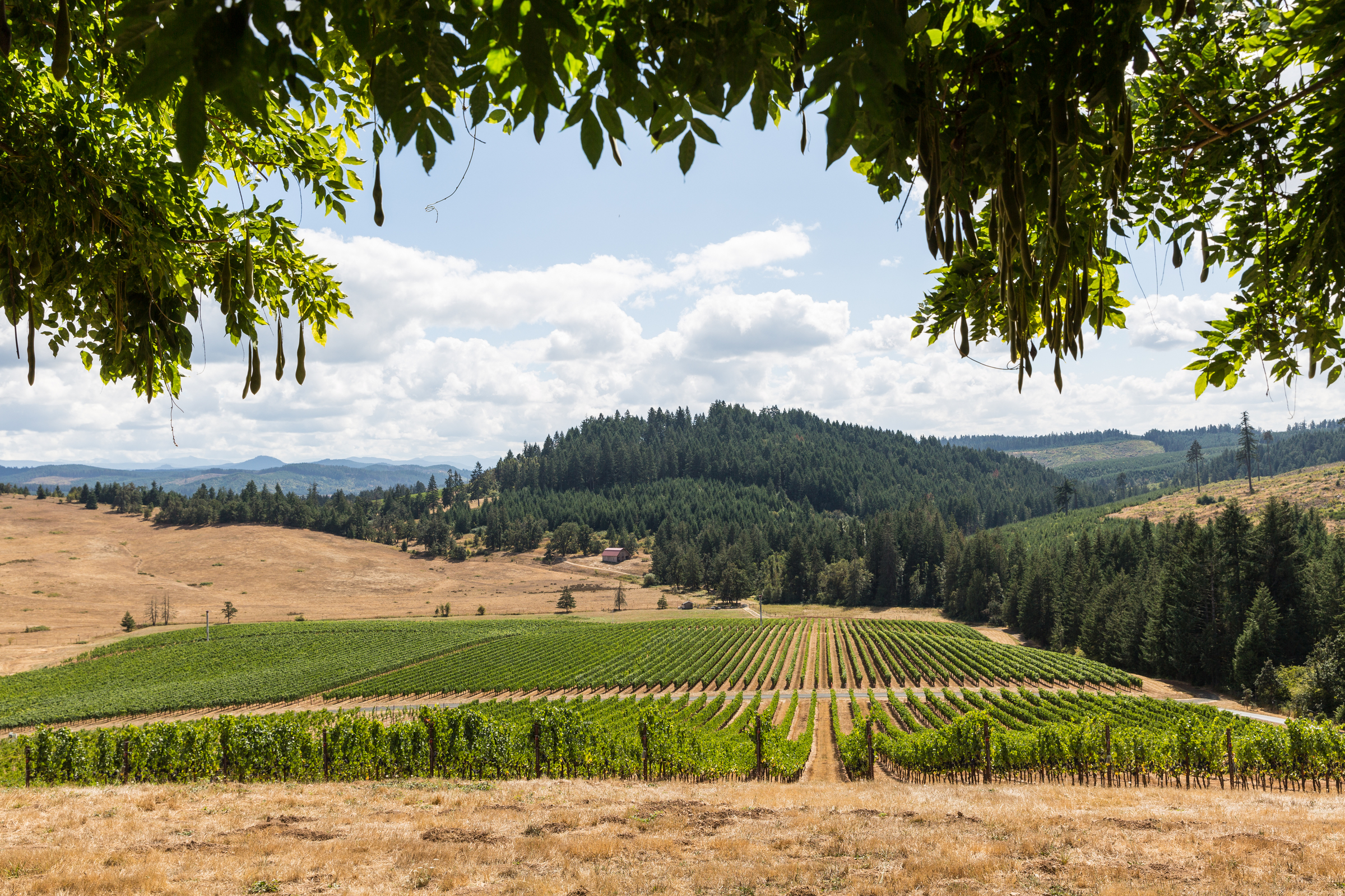 Visit: South & Central Willamette Valley