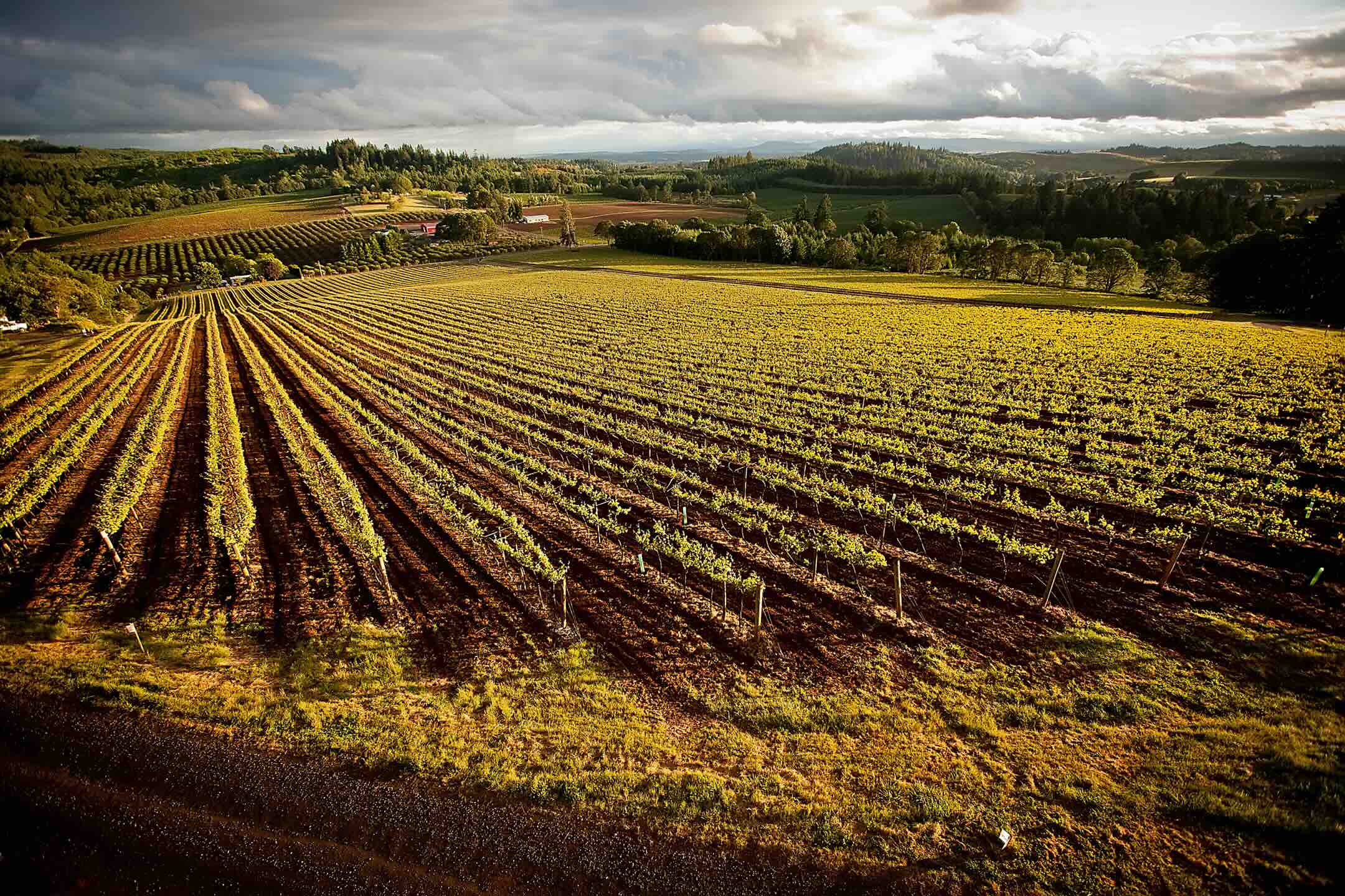 Willamette Valley Vineyards Into the Woods pairing dinner