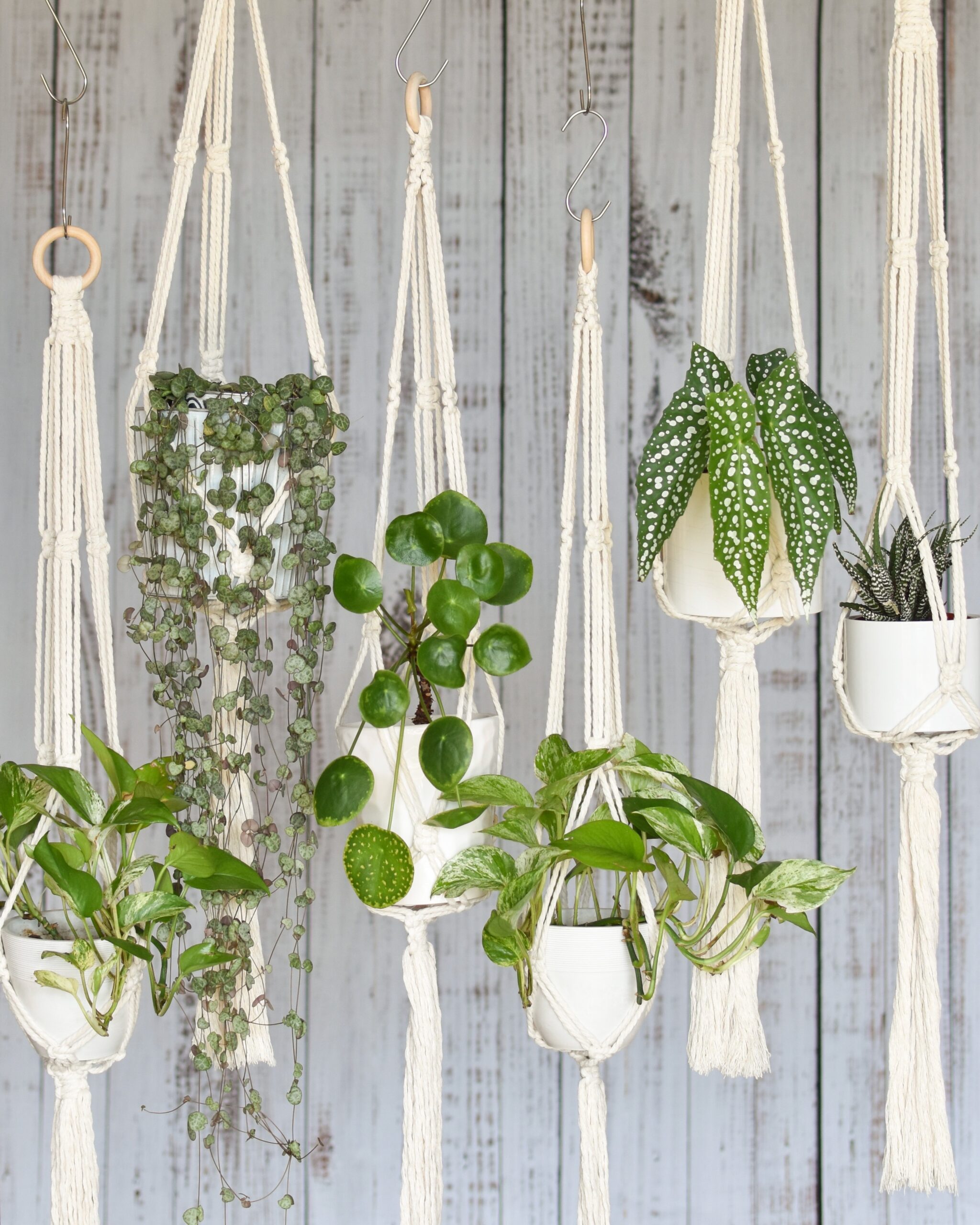 Patton Valley Wines DIY Macrame Class