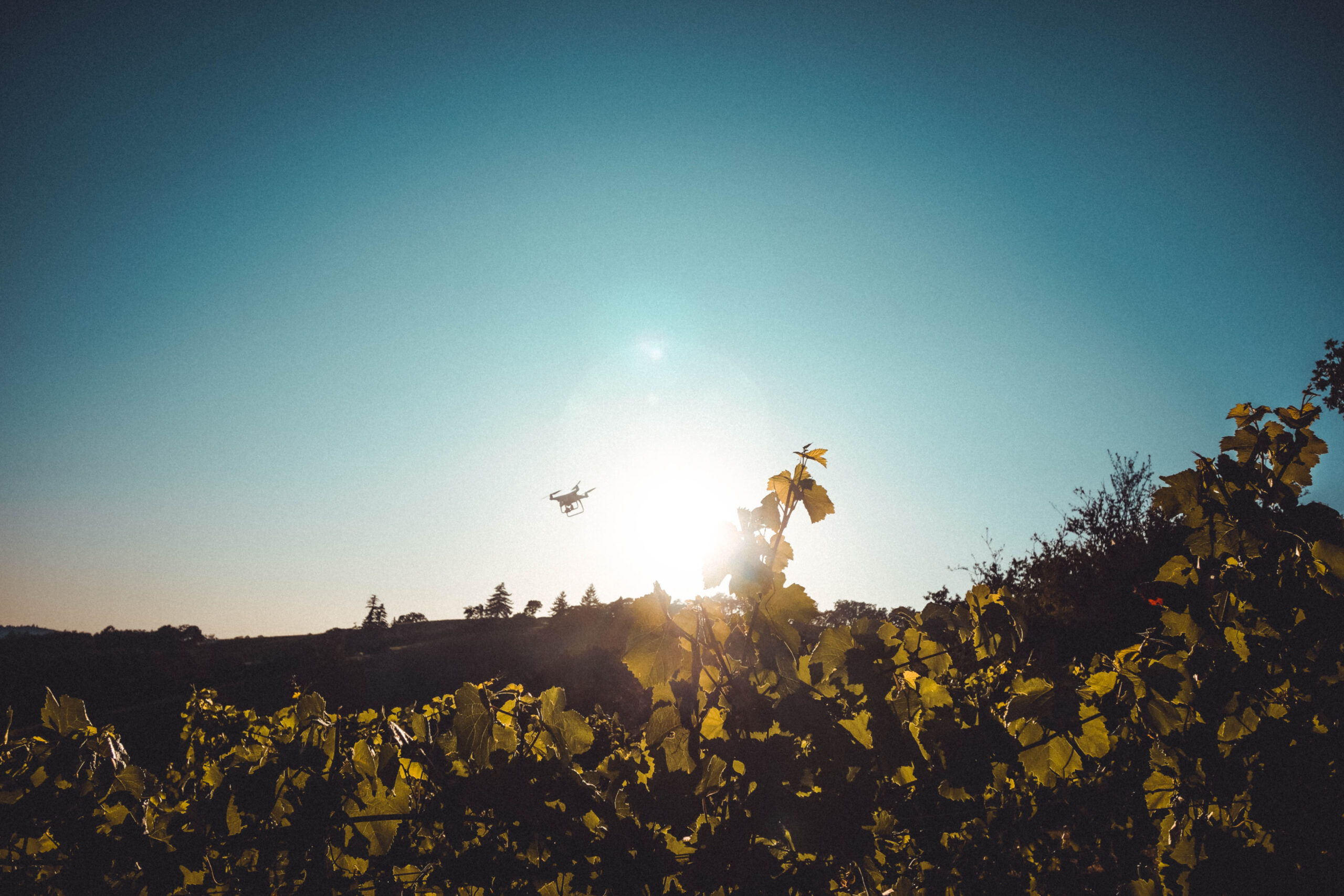 Oregon Wine Board placeholder image